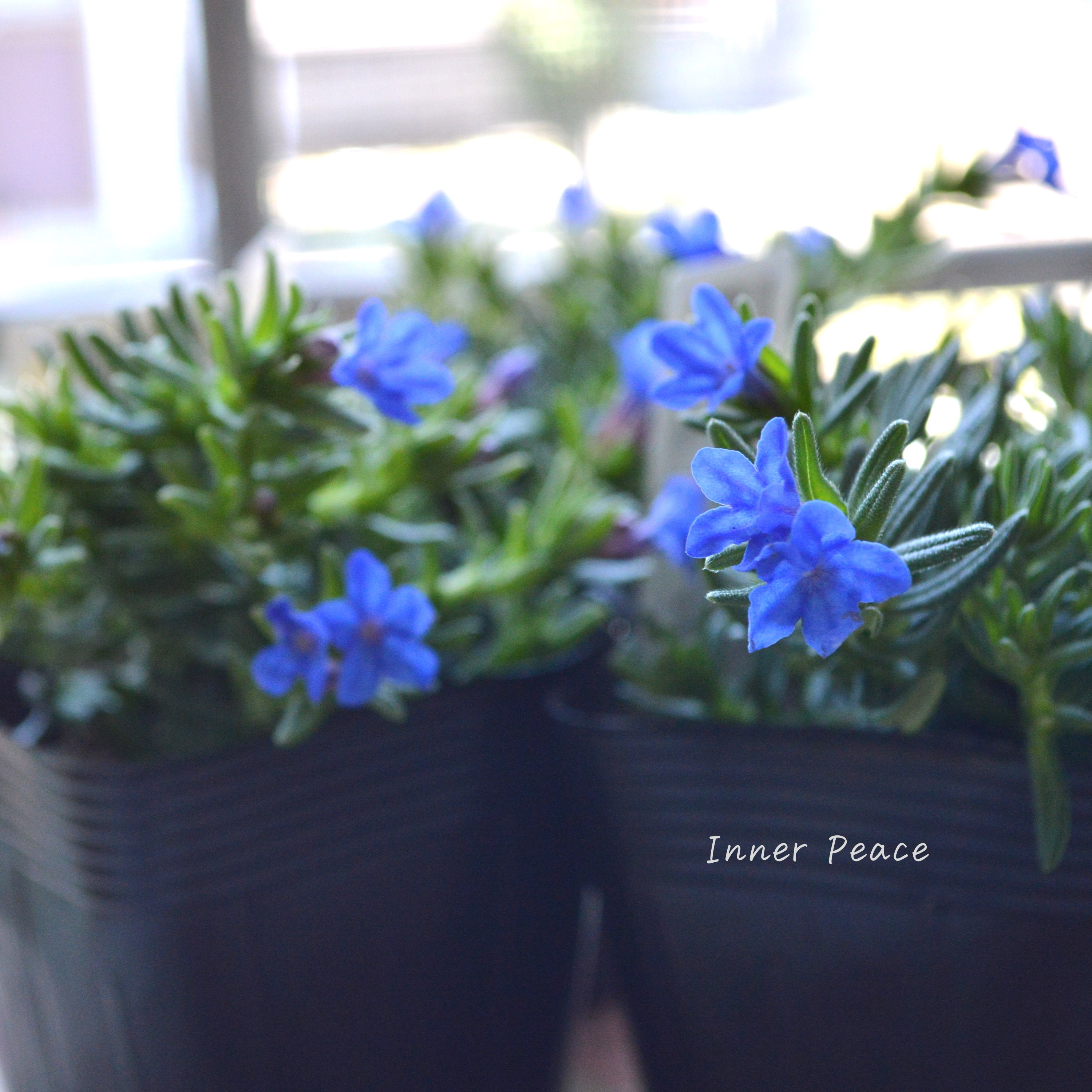 【美しい】 ミヤマホタルカズラ 『むらさき小花』 3.5寸POT