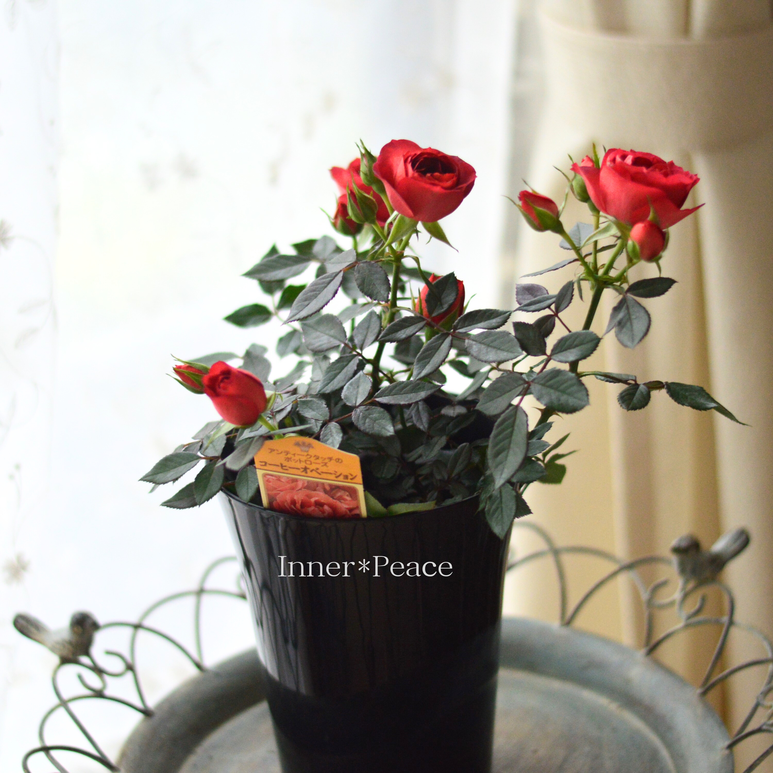 【美しい】ミニ薔薇 『コーヒーオベーション』 5寸鉢