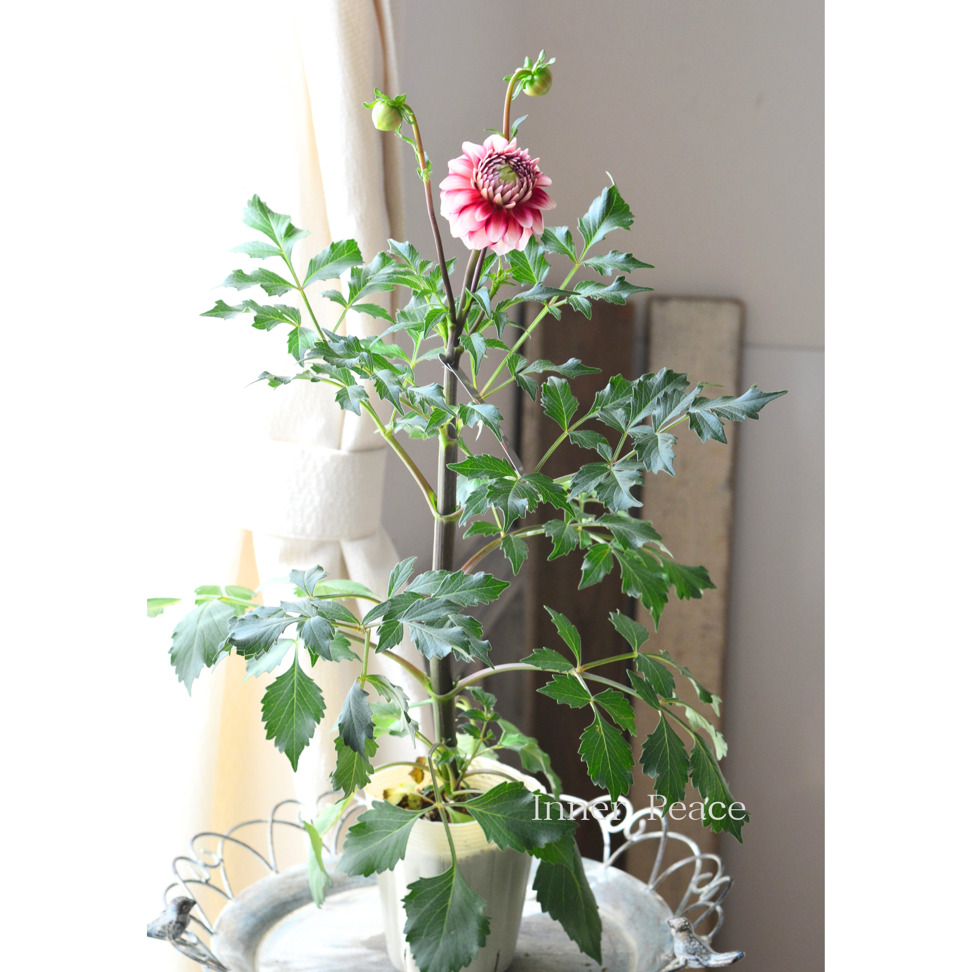 【美しい】ダリア 『恋金魚』 3.5寸ロングPOT