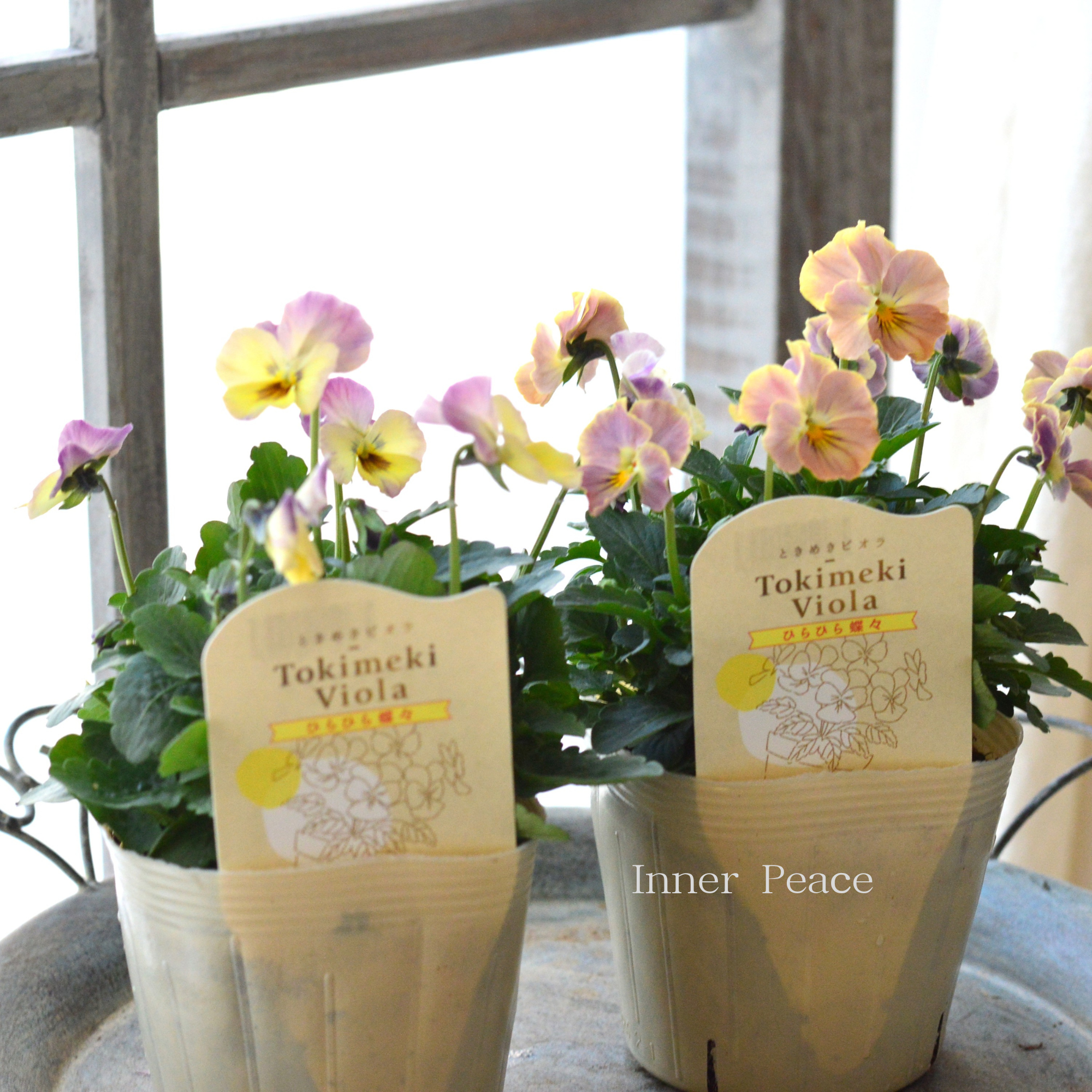 【奥田園芸さん】 ときめきビオラ 『ひらひら蝶々』 3.5寸POT