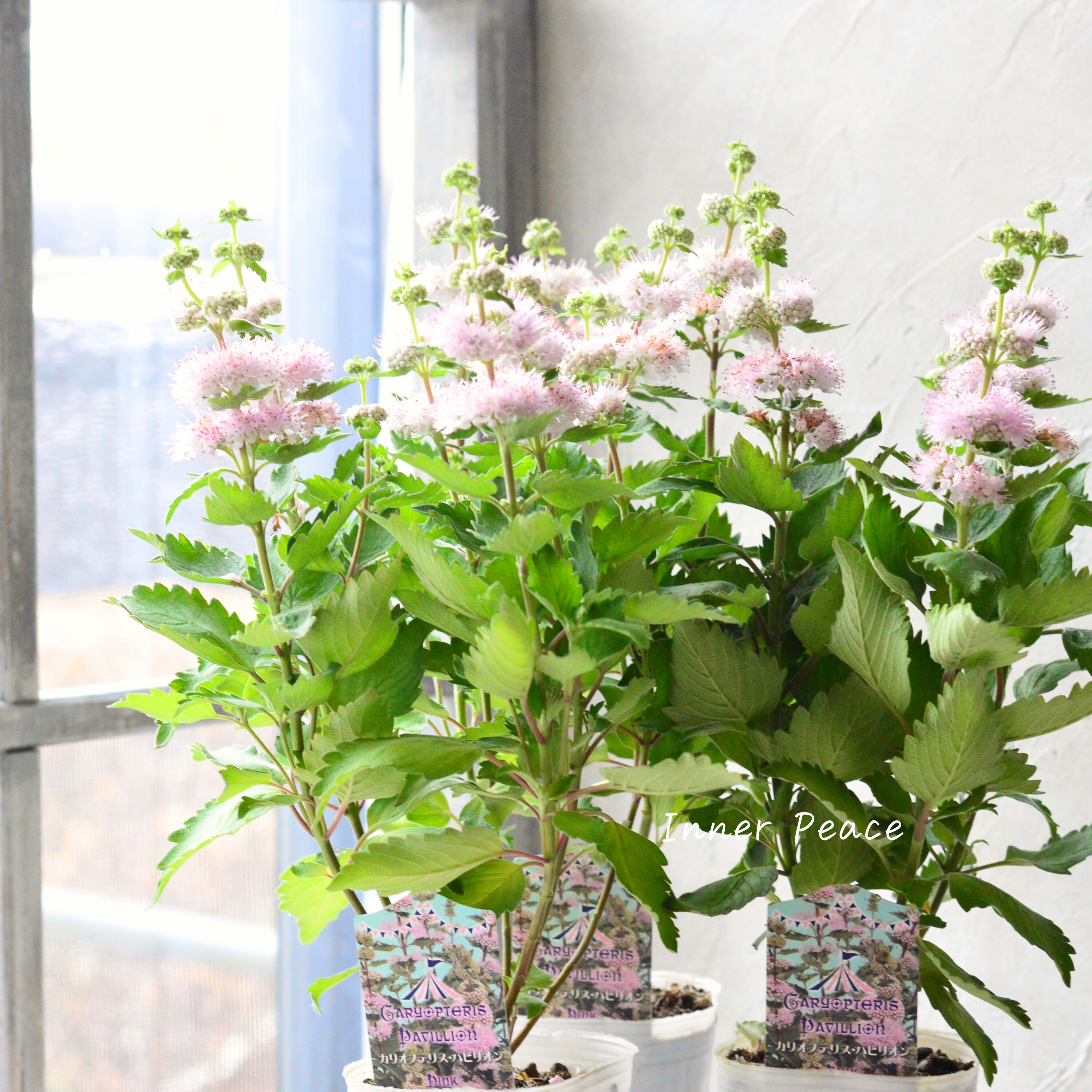 【宿根】 カリオプテリス 『パビリオン・ピンク』 3寸ロング寸POT