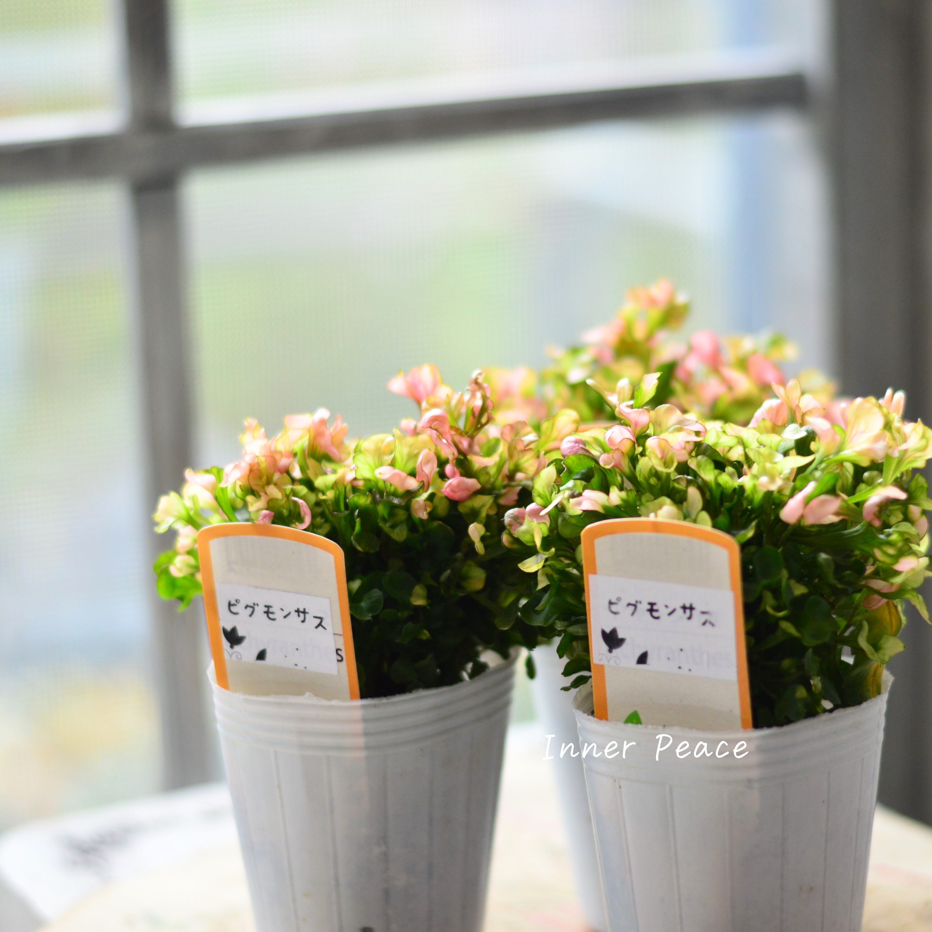 【秋色】アルテルナンテラ『ピグモンサス』 2.5寸POT