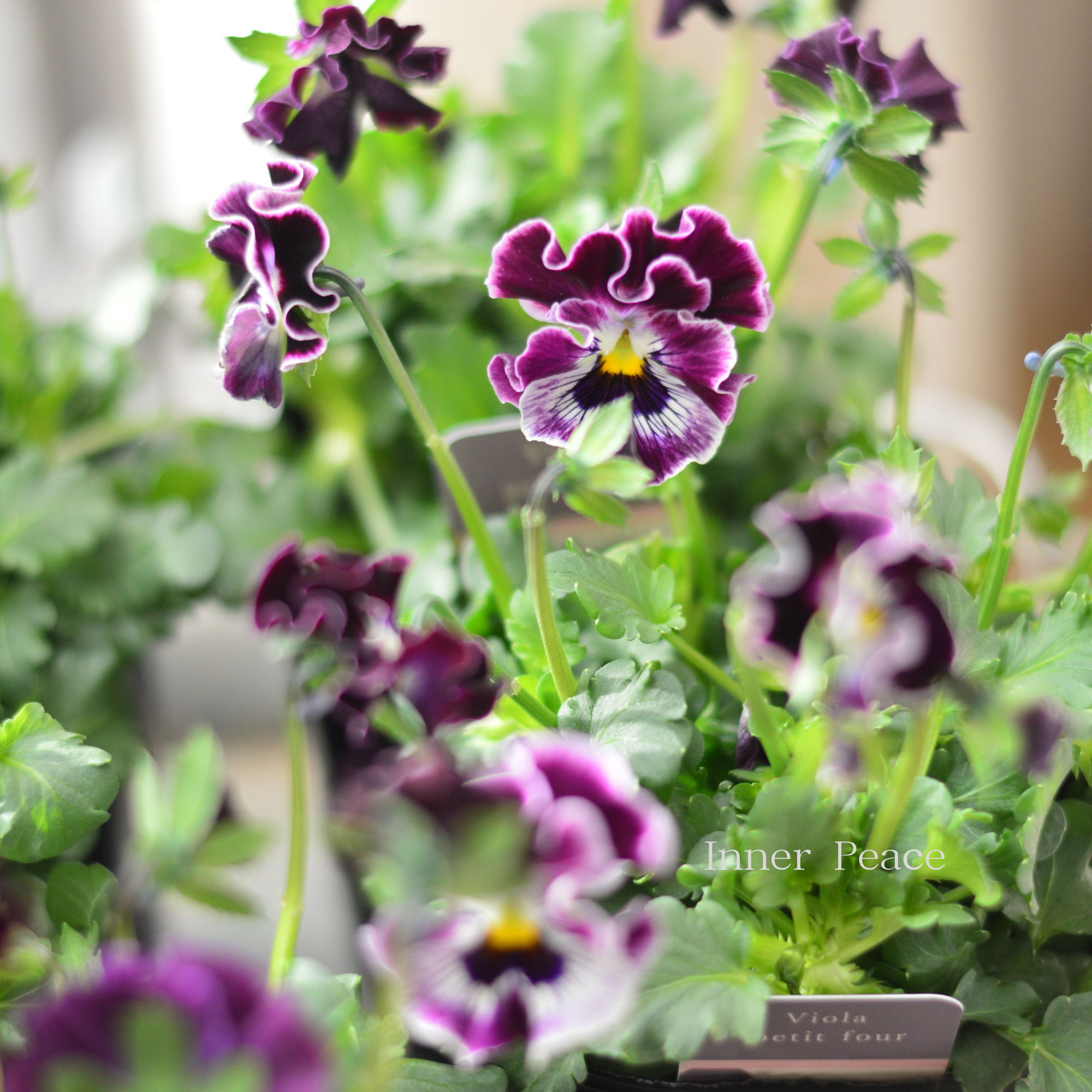 【ハルグリンさん】 ビオラ 『プティフール・ワインレッド系』 3寸POT