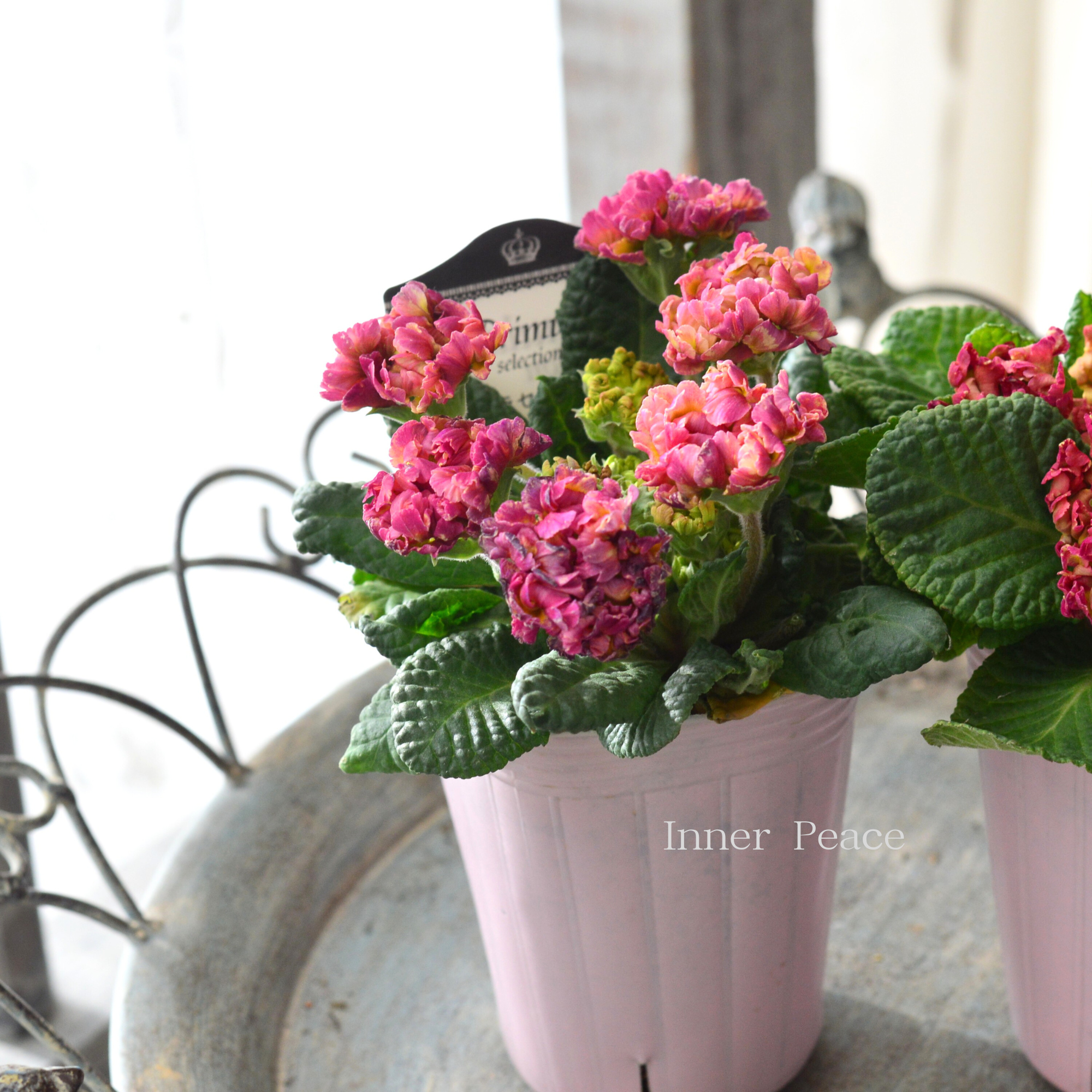 【k-plantsさん】 フリンジ咲き プリムラ 『クラシカルラパン・A』 2.5寸ロングPOT