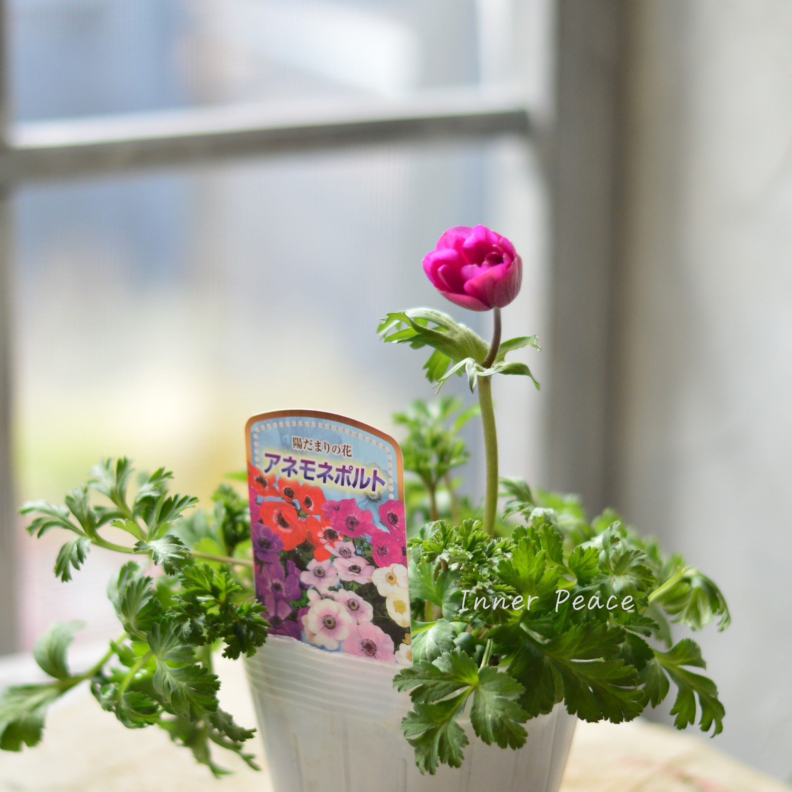 【人気】 アネモネ 『ポルト・ピンク系』 3~3.5寸POT