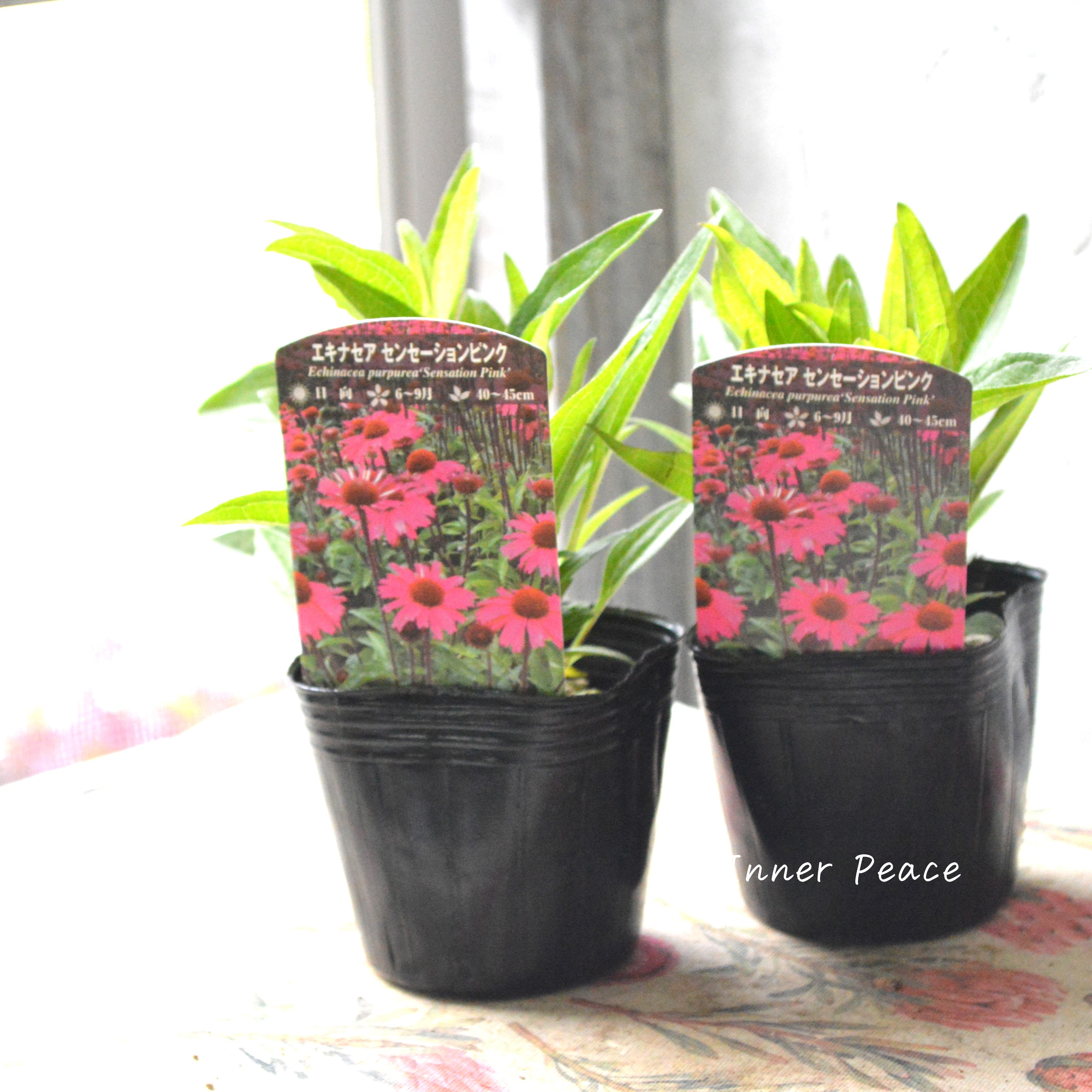 【暑さ寒さに強い】 エキナセア 『センセーションピンク』 3寸POT