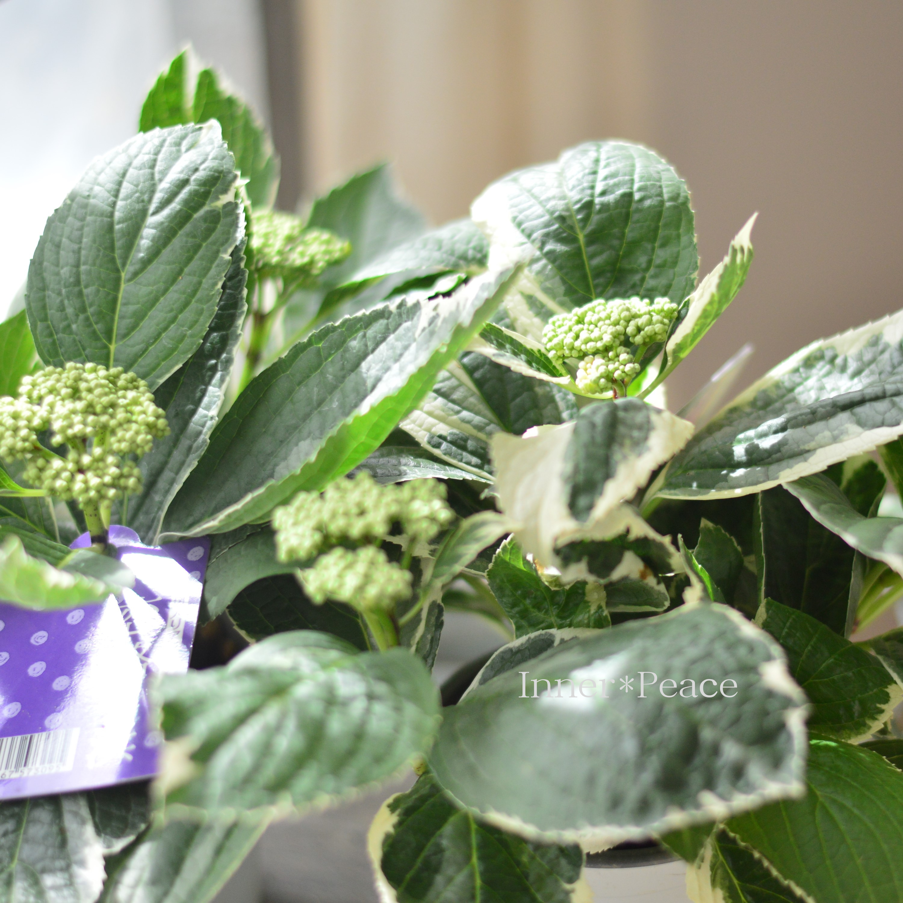 【斑入り】 アジサイ 『恋路ヶ浜』 3.5寸POT