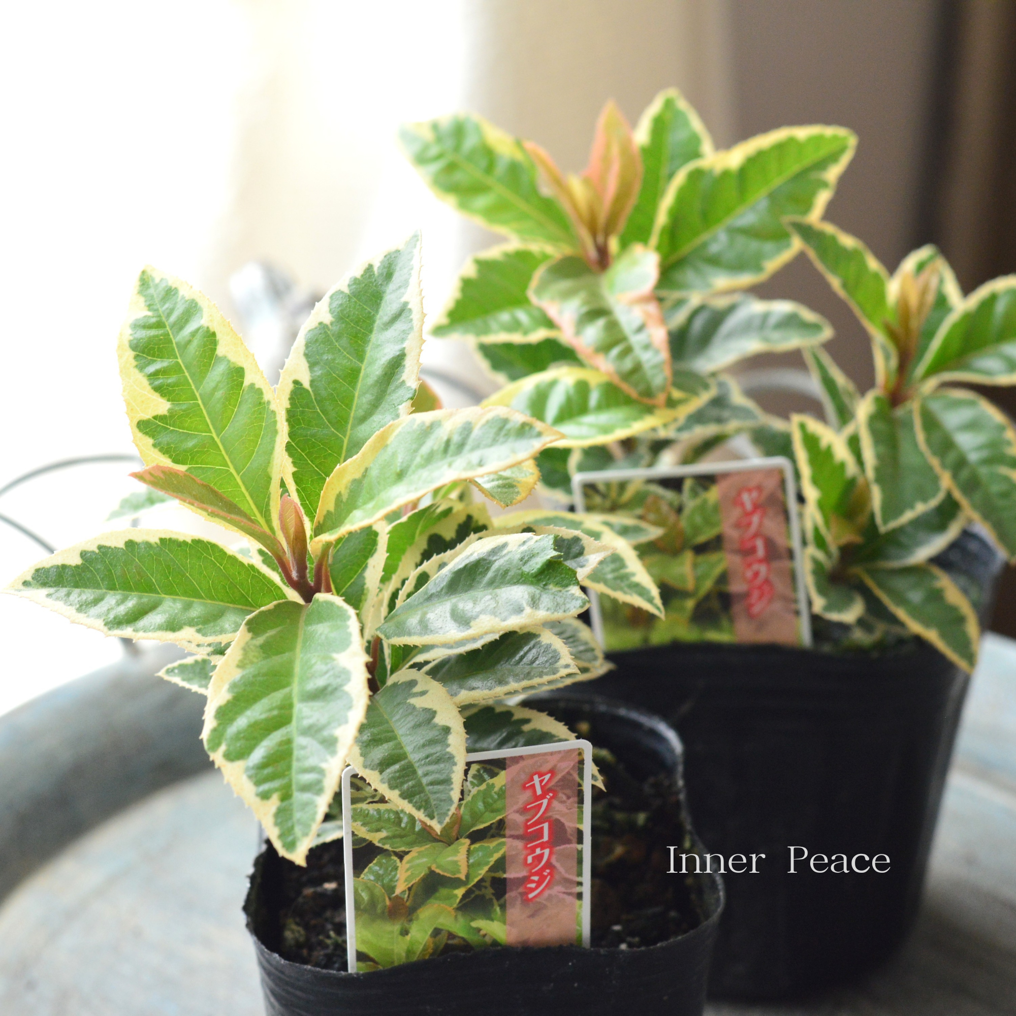 【斑入り】 ヤブコウジ 3寸POT