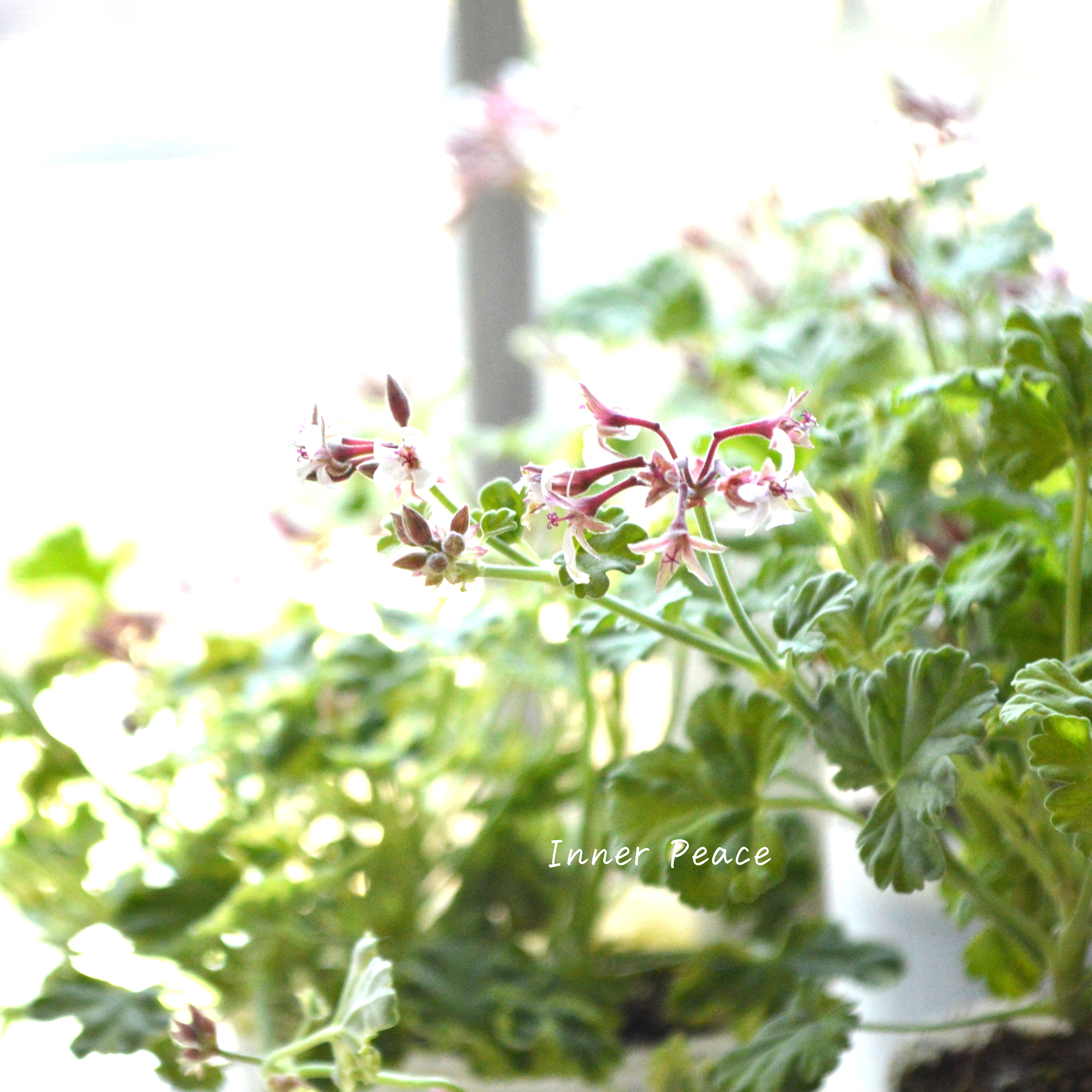 【斑入り】 ナツメグゼラニウム 『バリエガータ』 2.5寸ロングPOT