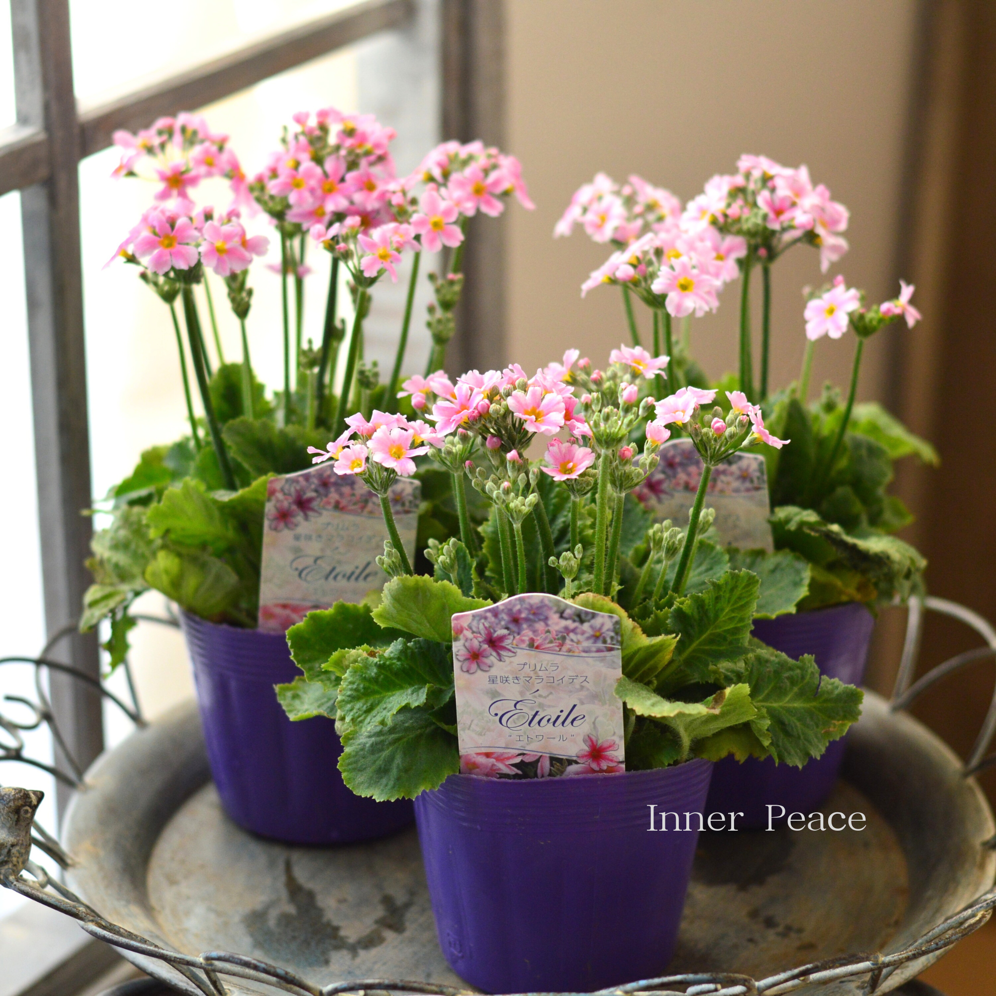 【星咲き】 プリムラ マラコイデス 『エトワール・ライトピンク系』 3.5寸POT