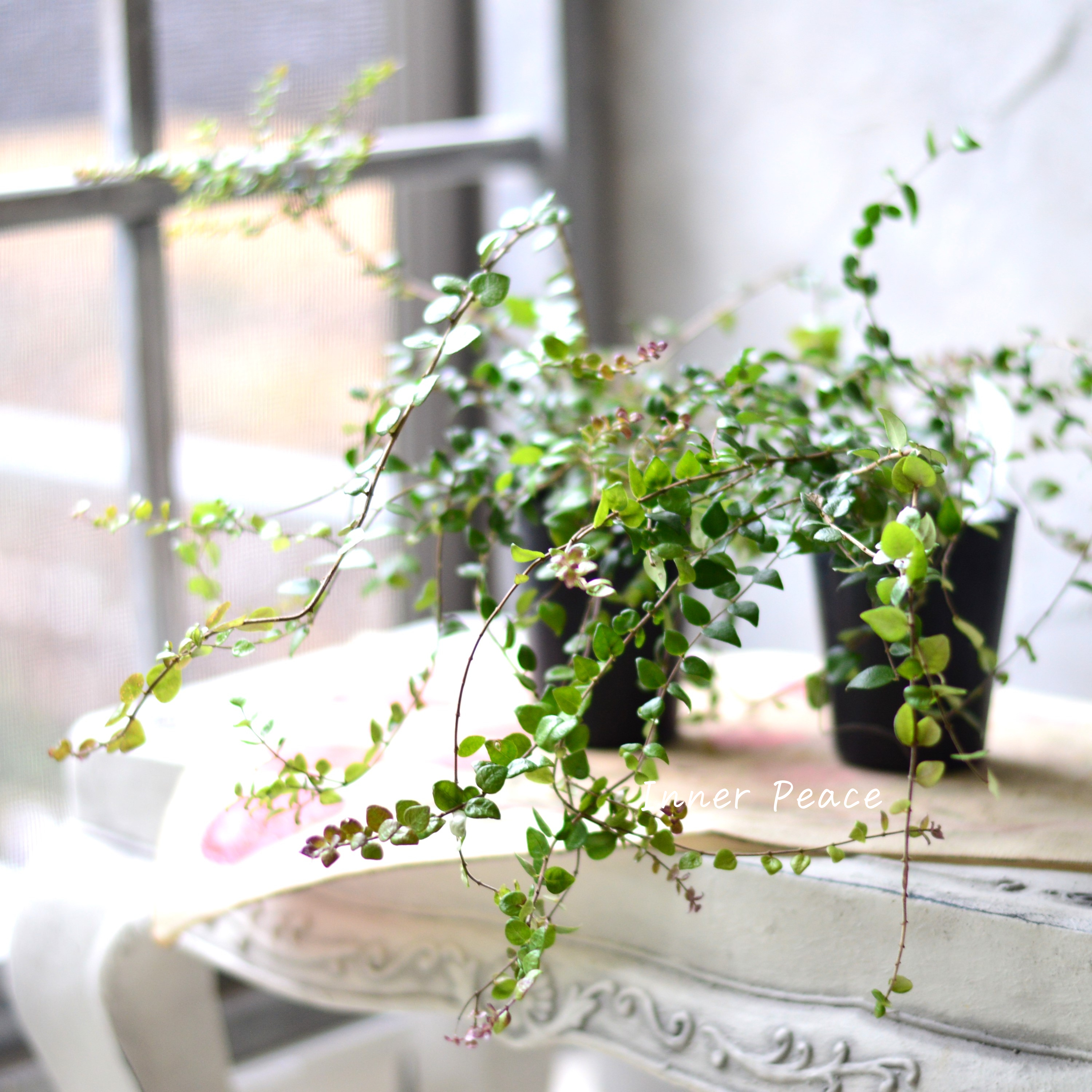 【常緑】 ロニセラ ニティダ 『レッドチップ』 3寸POT