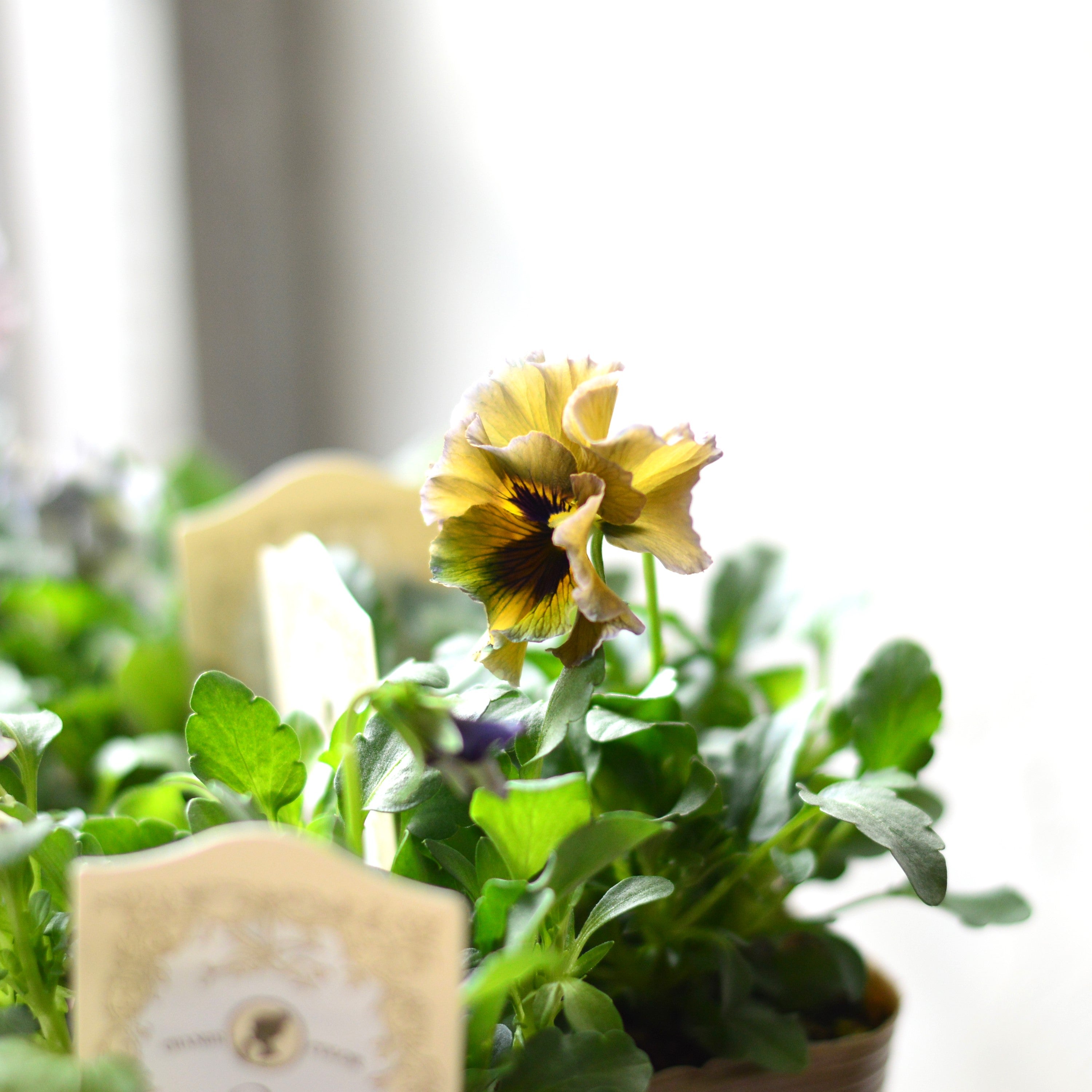 【希少】 石川園芸さんビオラ 『レディ』 3寸POT