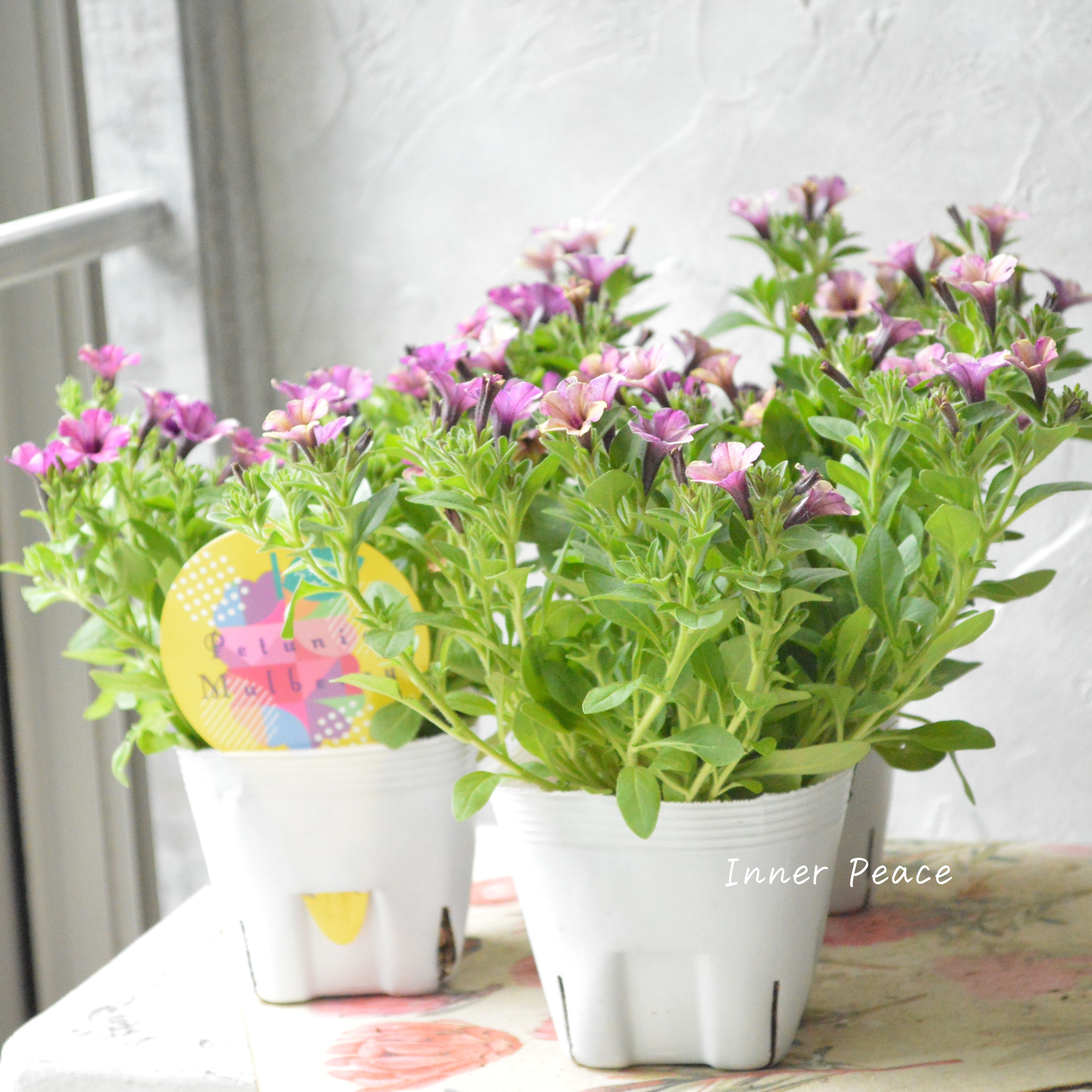 【花芳さんオリジナル】 小輪ペチュニア 『マルベリー』 3.5寸POT