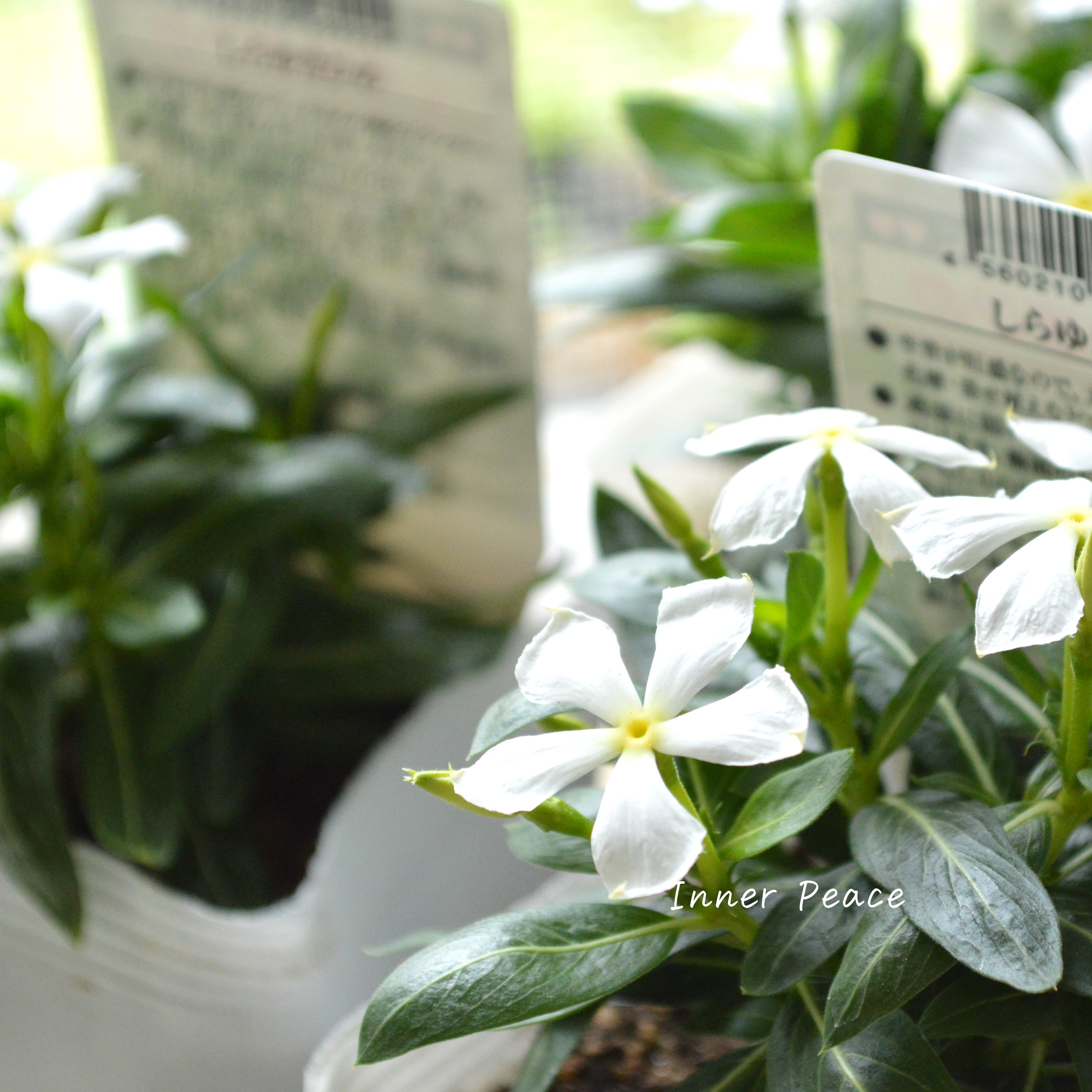 【北島園芸さん】 ニチニチソウ 『しらゆきひめ』 3.5寸POT