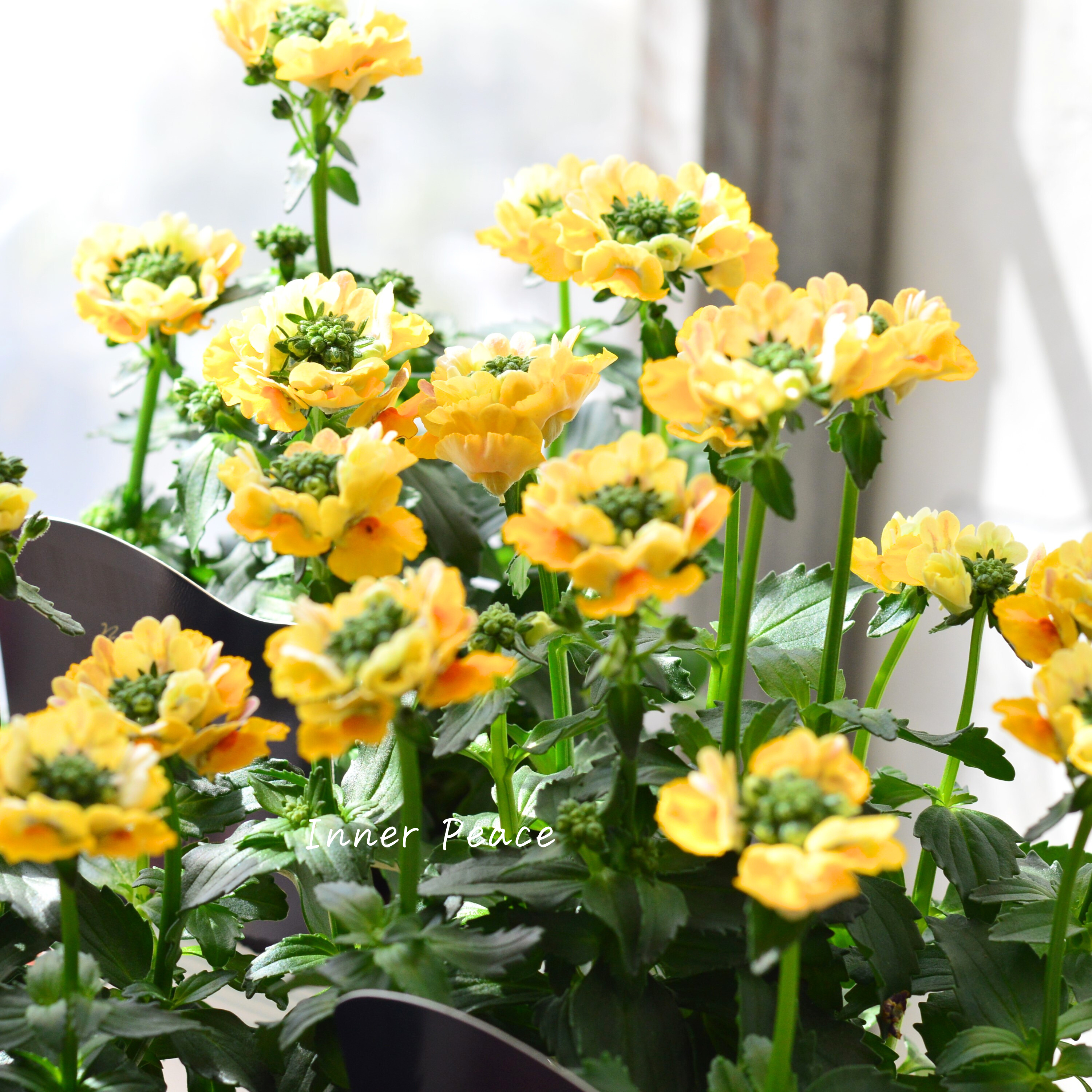 【花芳さん】 ネメシア 『マリー・マリブオレンジ』 3.5寸POT