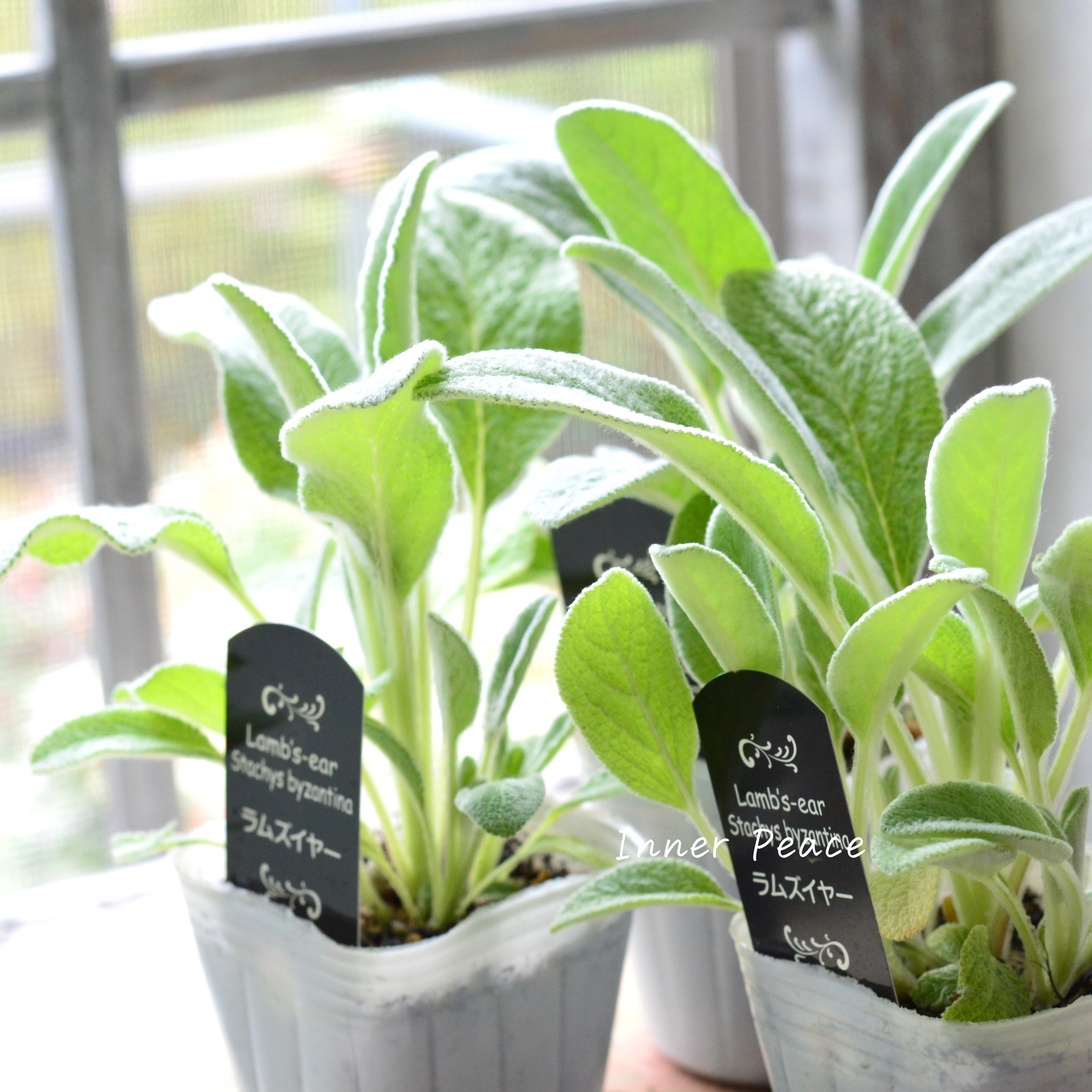 【寒さに強い】 ラムズイヤー 3寸POT