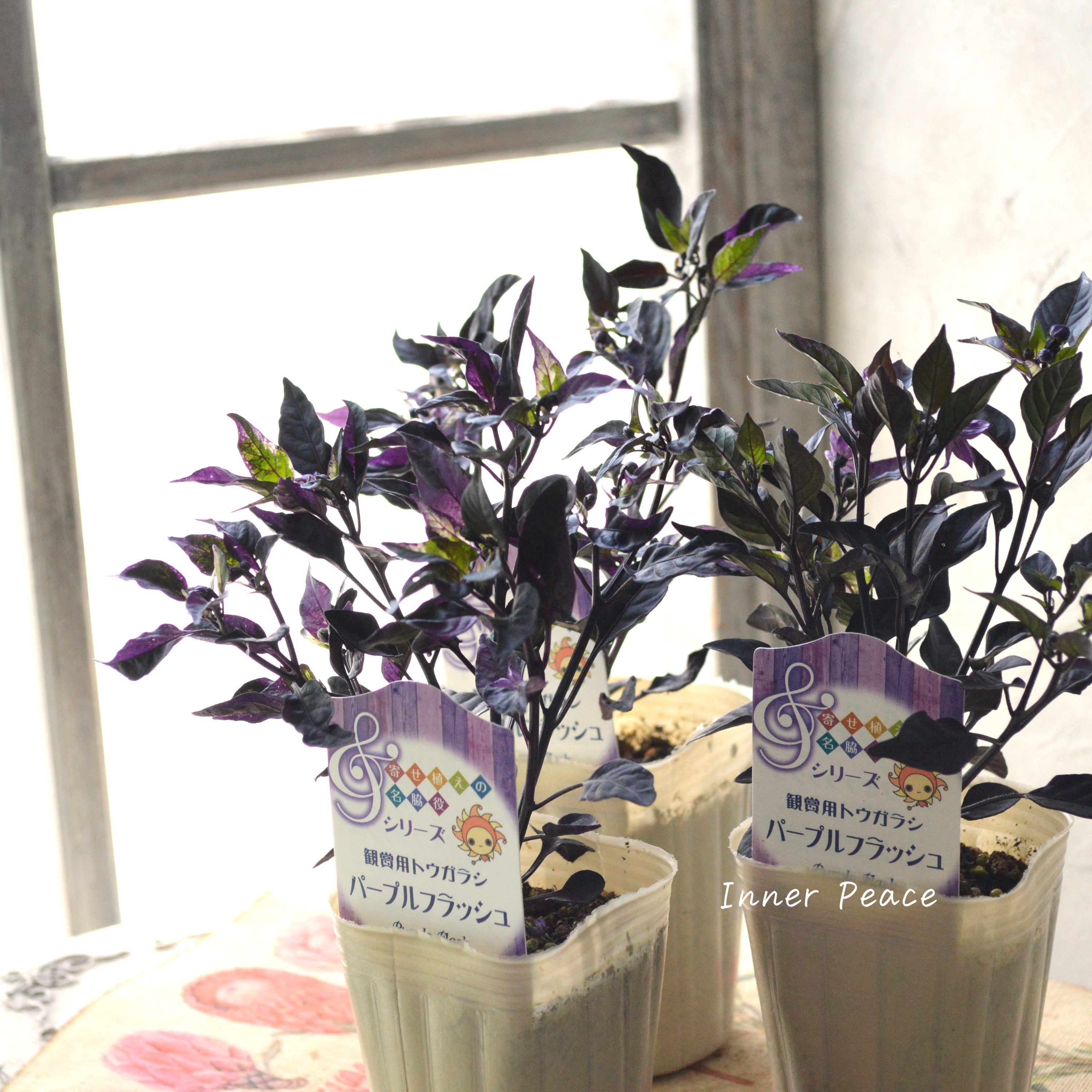 【暑さに強い】 トウガラシ 『パープルフラッシュ』 2.5~3寸POT