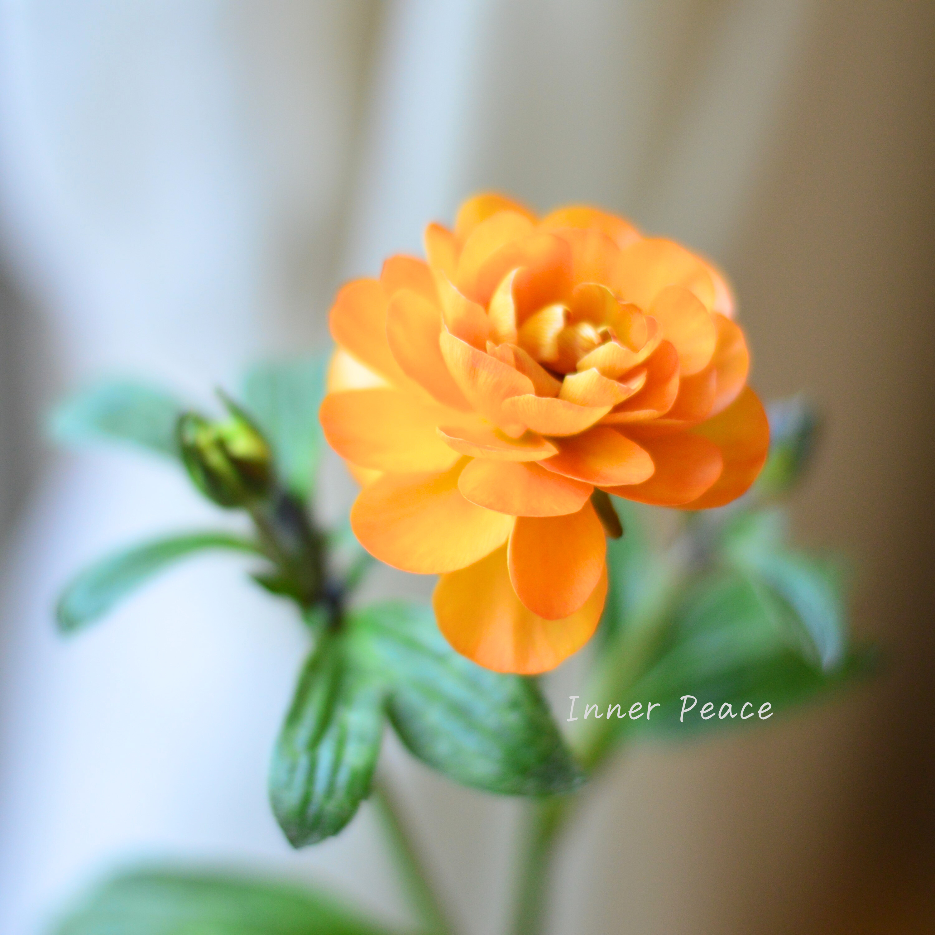 【美しい】 ラナンキュラス・ラックス 『ガラテア』 4寸POT