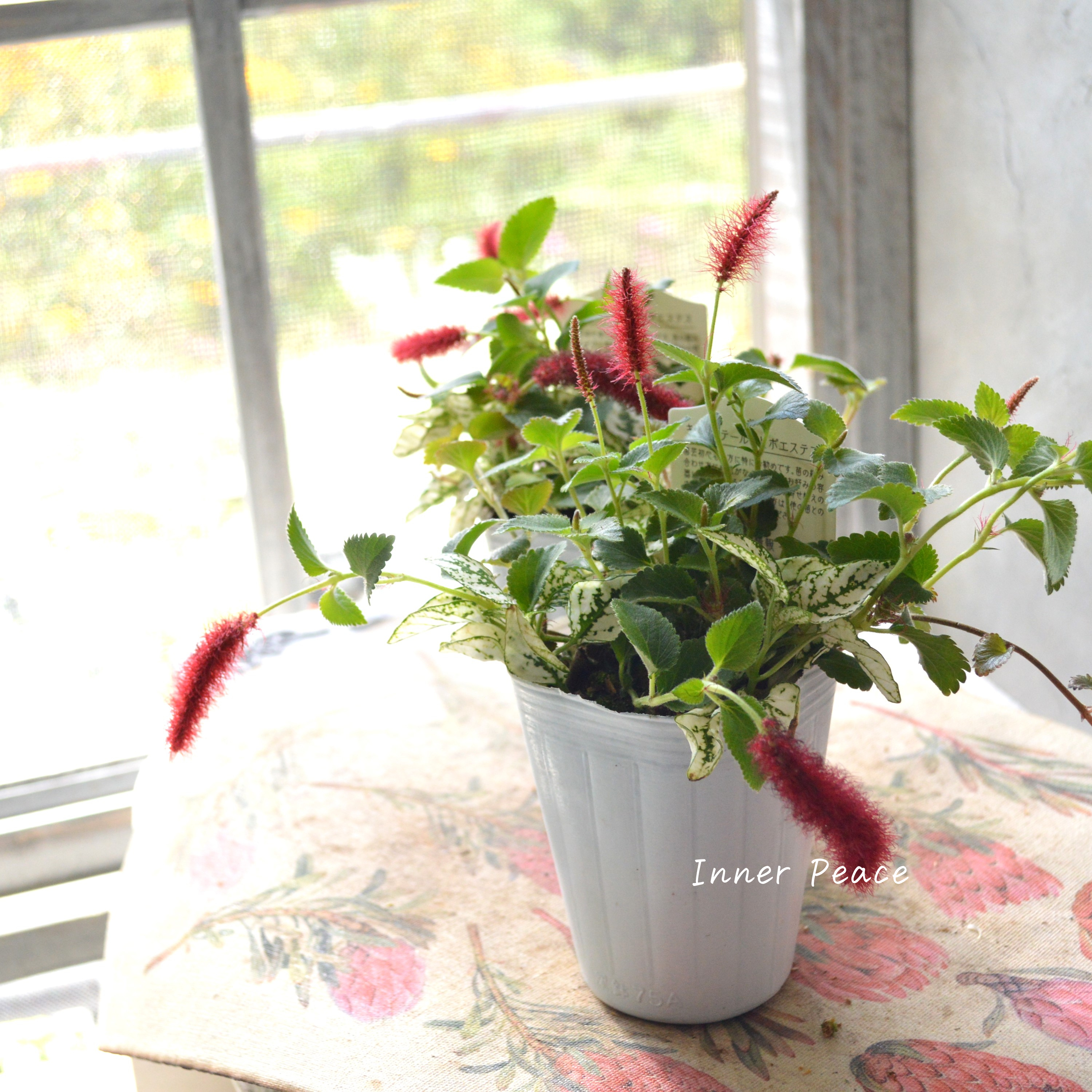 【寄せ植えに】 ヒポキャット(ヒポエステス白+キャッツテール) 2.5寸ロングPOT