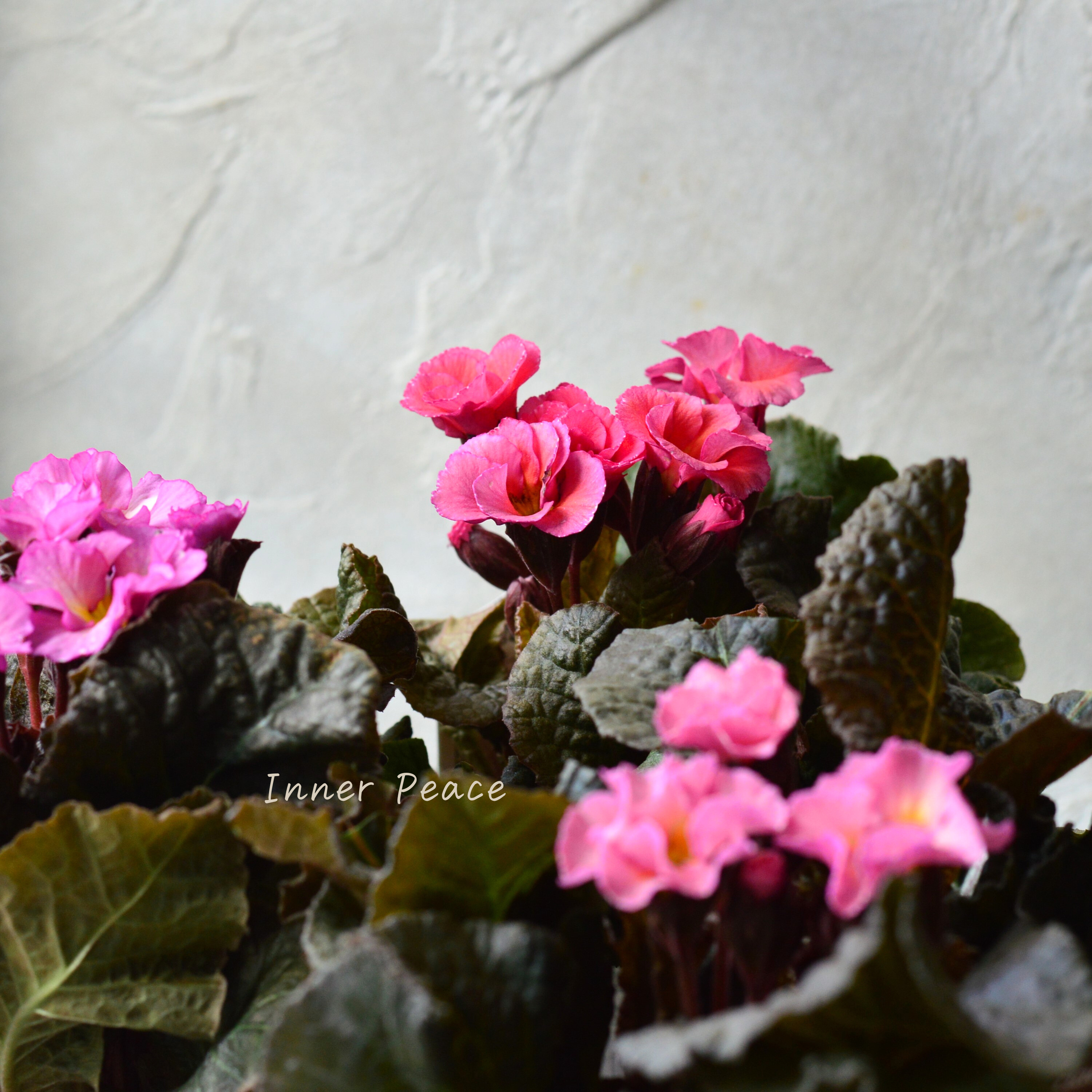 【松原園芸さん】 銅葉プリムラ 『ジェシカ・ピンク系』 3寸POT