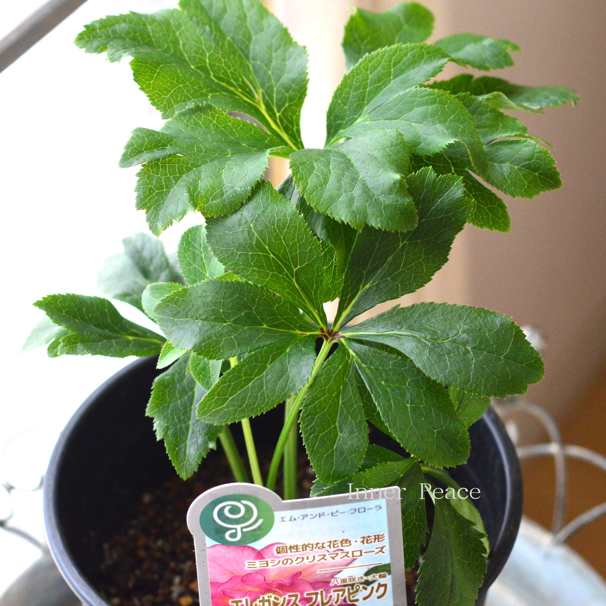 【ミヨシ】 クリスマスローズ 『エレガンスフレアピンク』 6号鉢