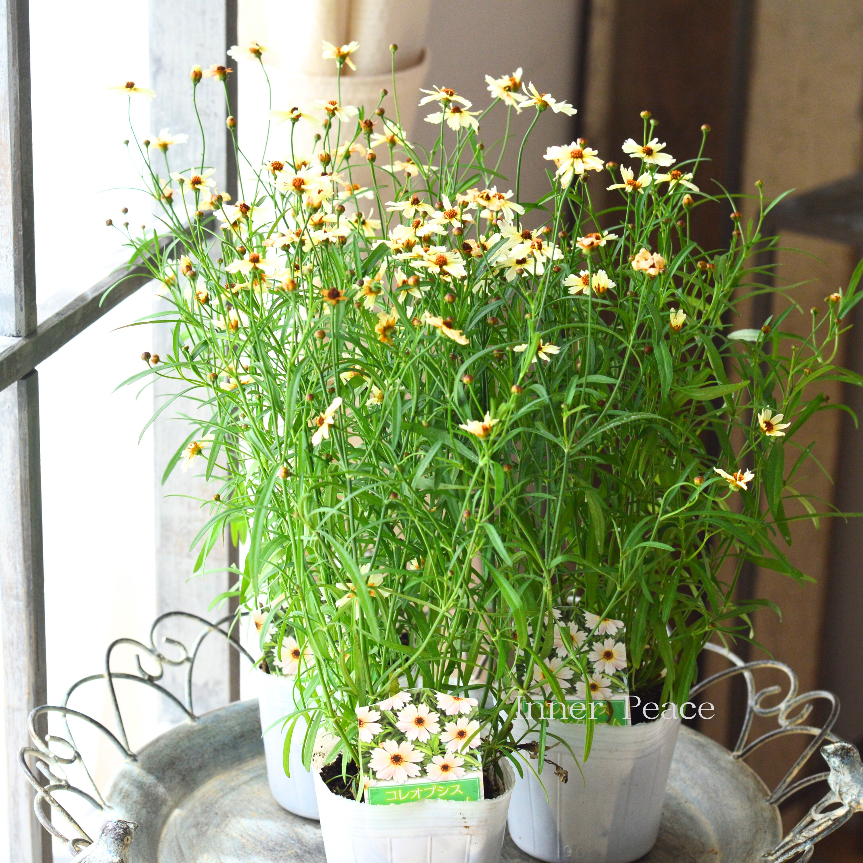 【アンティーク色】コレオプシス『ミスティクリーム』 3寸POT