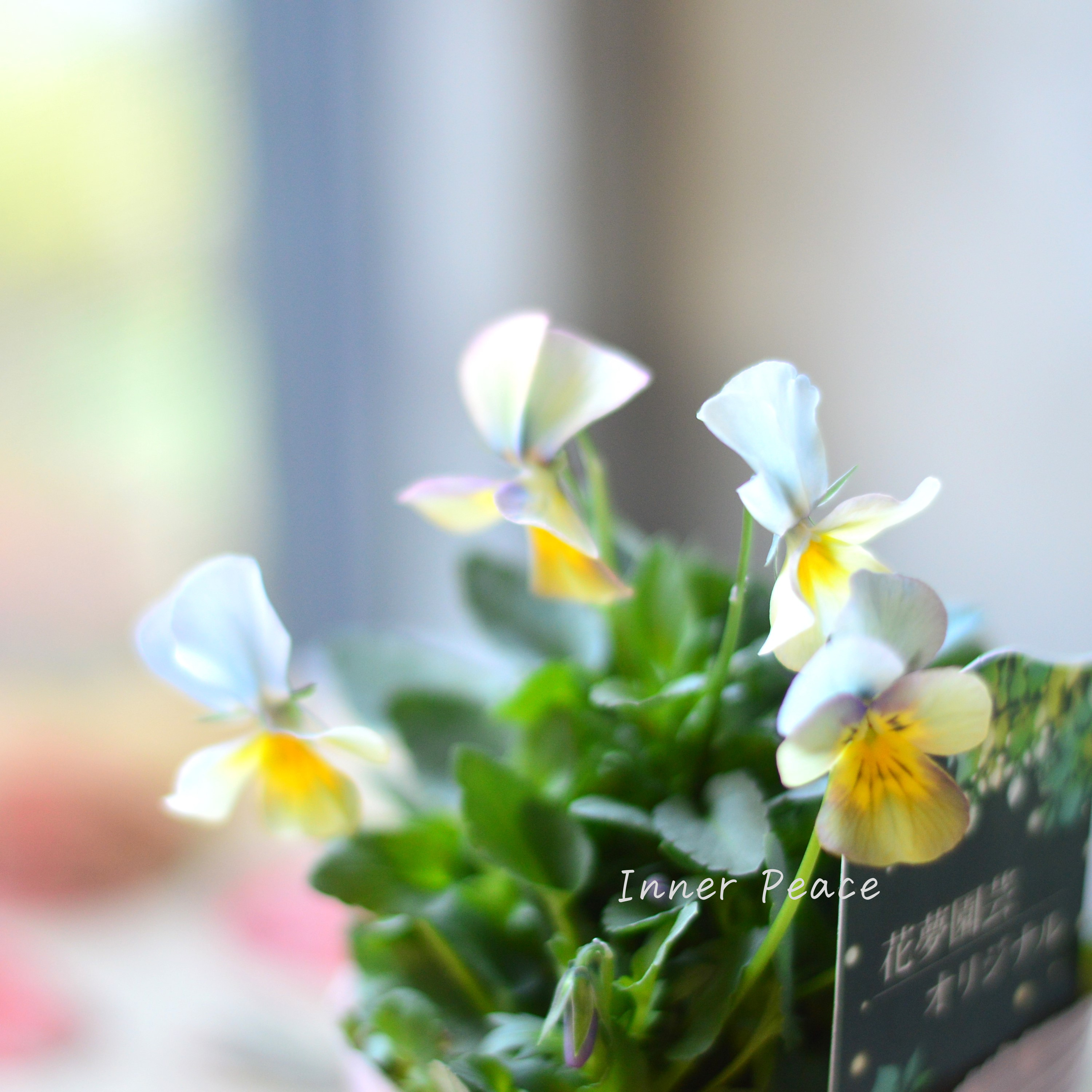 【花夢園芸さん】 ビオラ 『ブルー系』 3寸ロングPOT