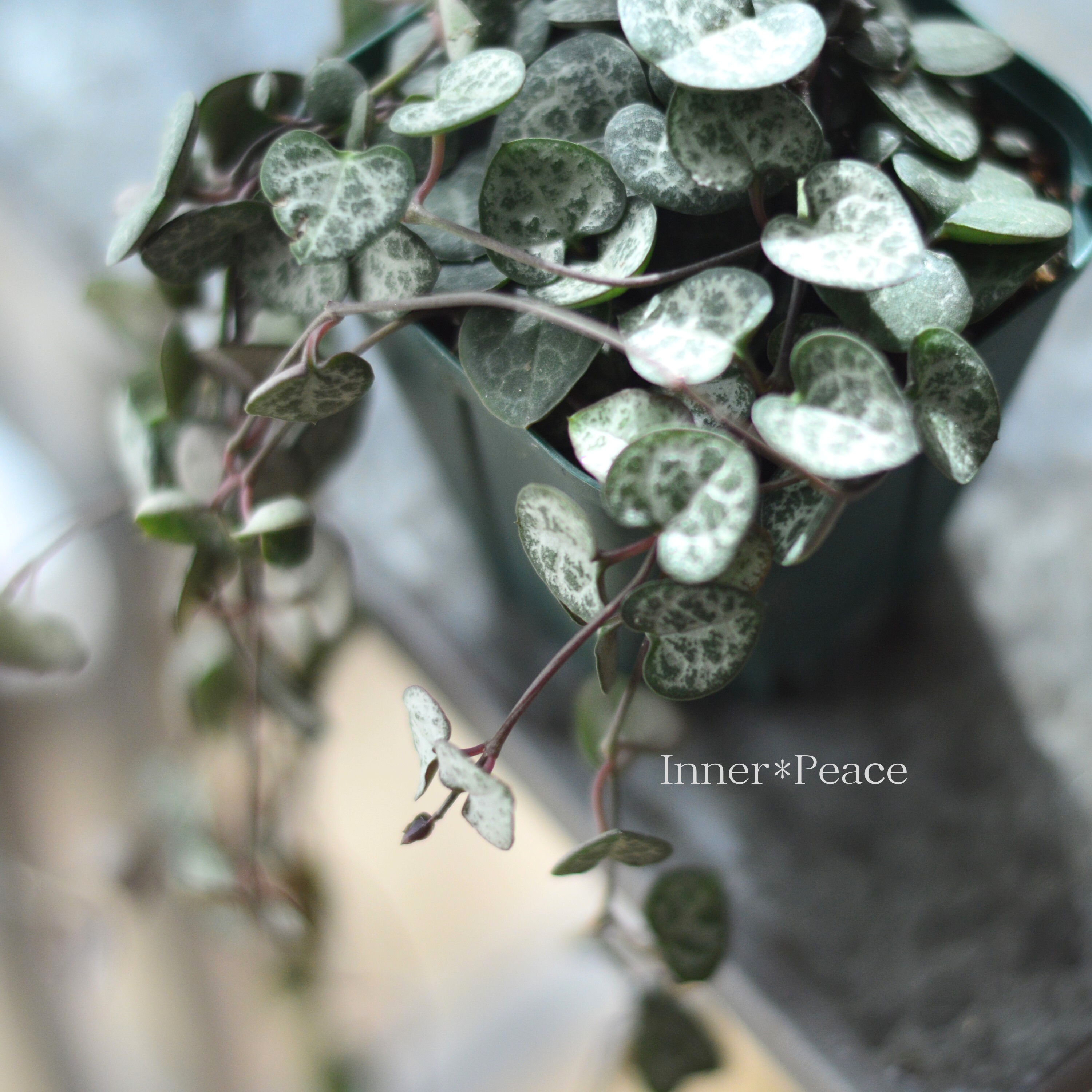 【かわいい】 ハートカズラ 3寸プラ鉢