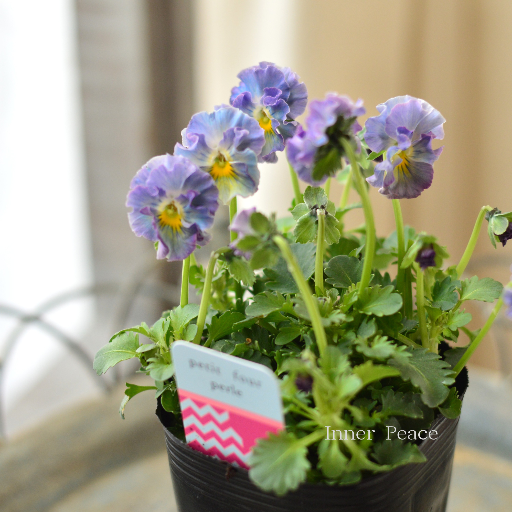 【ハルグリンさん】 ビオラ 『プティフール・ペルル 2番』 3寸POT