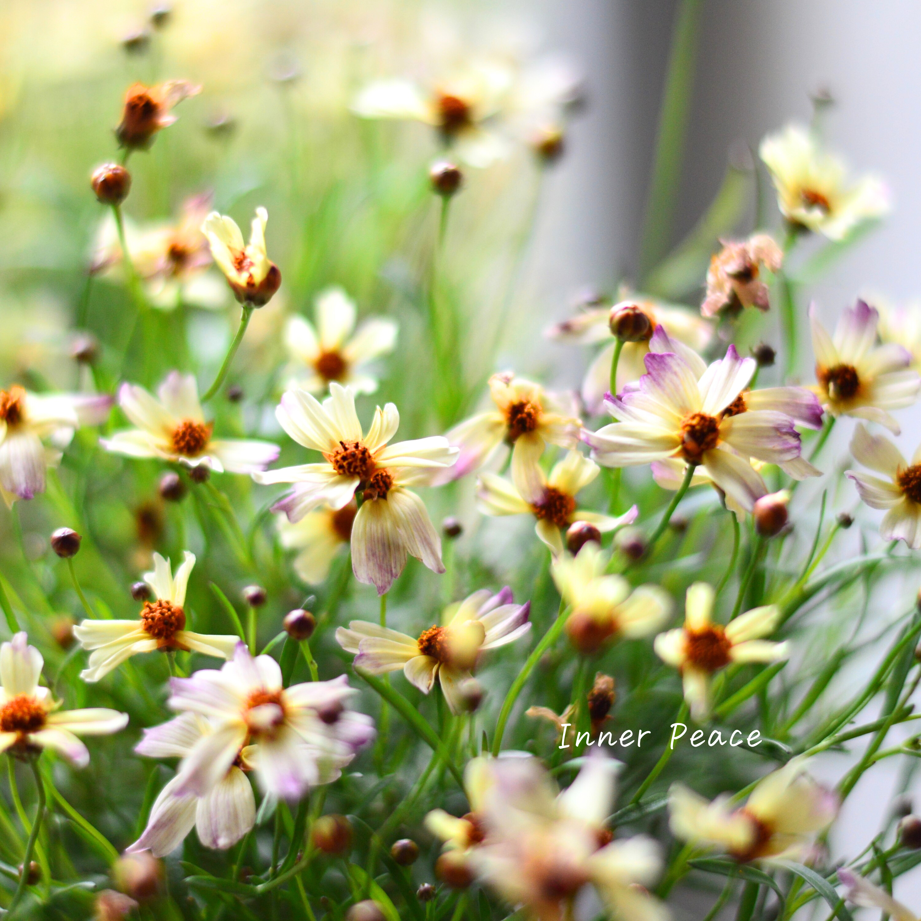 【ゲブラさん】 コレオプシス・タンゴレユール 『タンドレス』 3.5寸POT