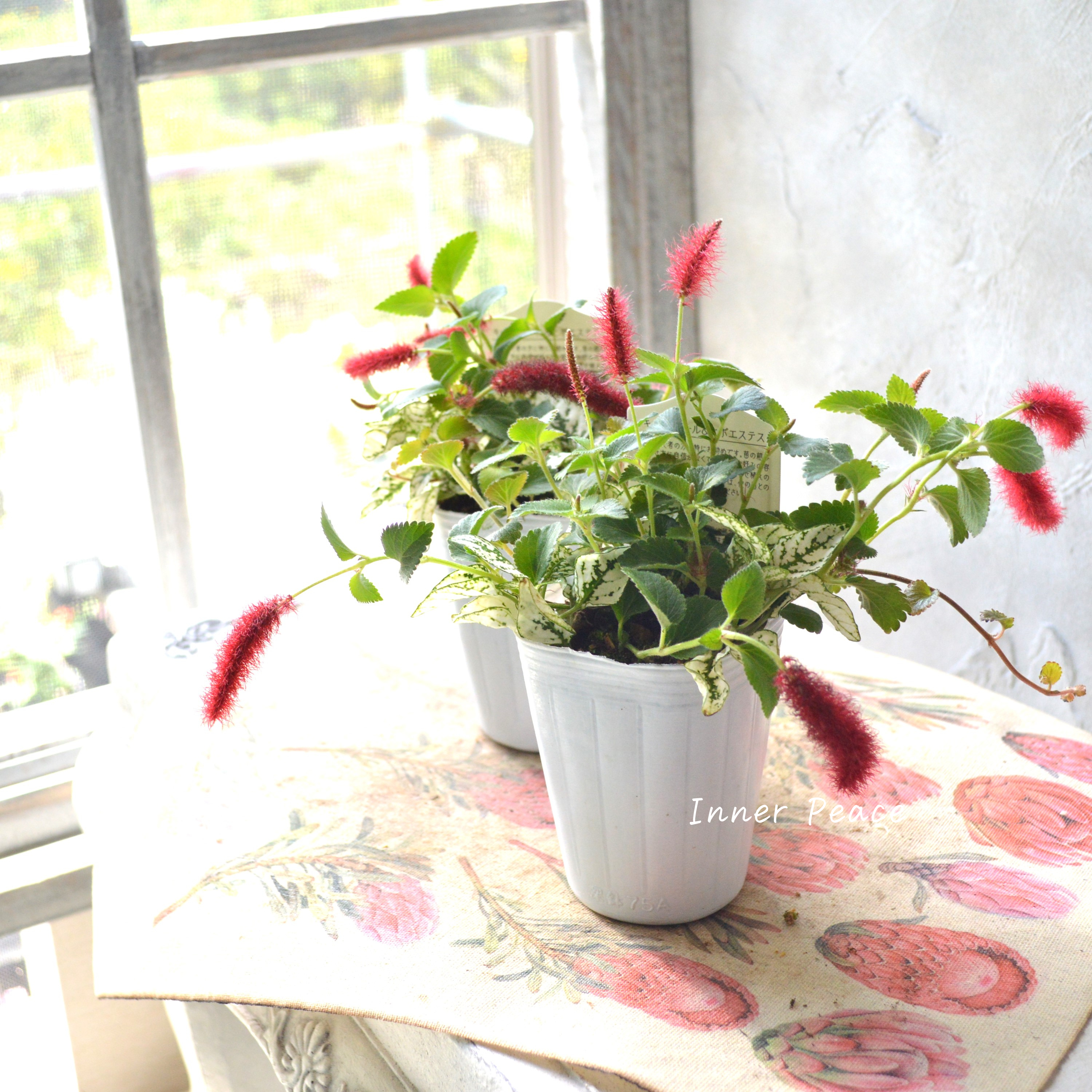 【寄せ植えに】 ヒポキャット(ヒポエステス白+キャッツテール) 2.5寸ロングPOT