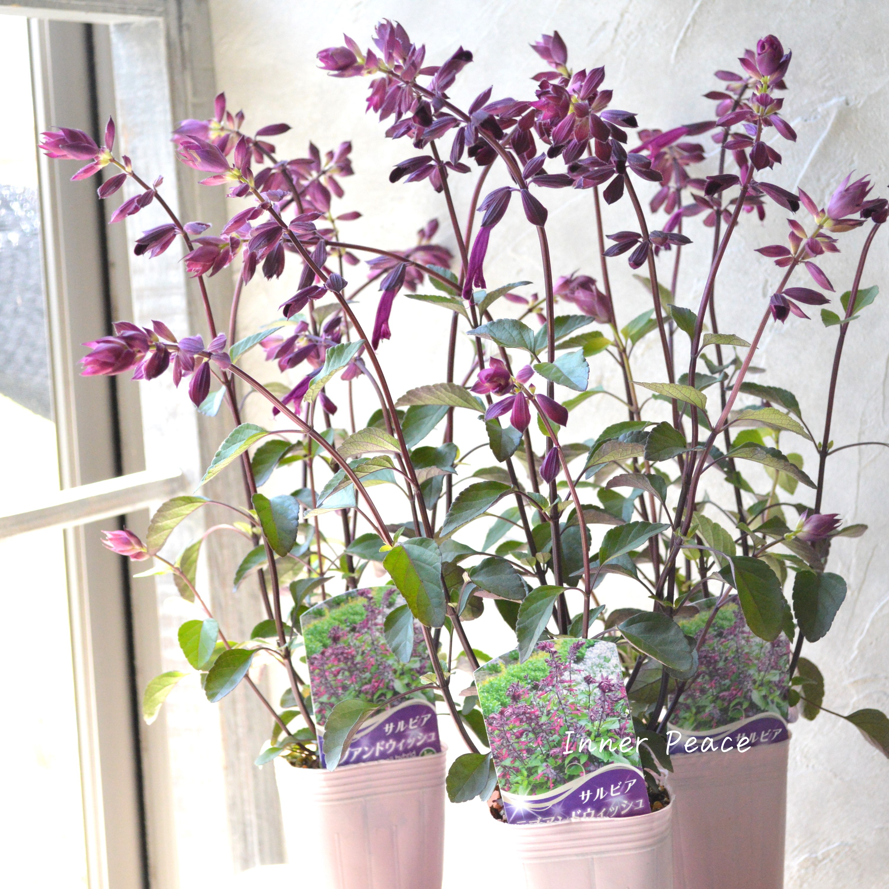 【宿根】 サルビア 『ラブアンドウィッシュ』 3.5寸POT