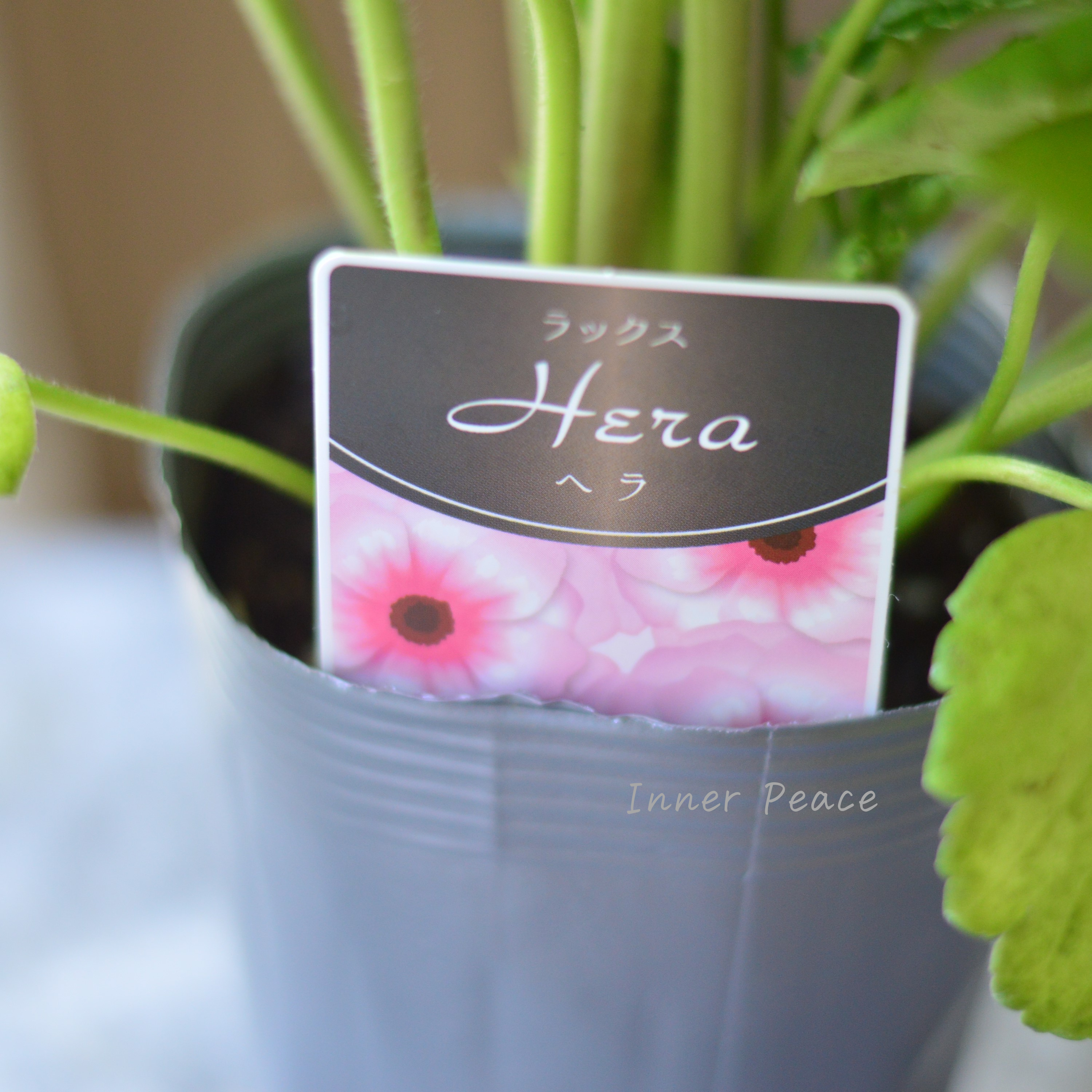 【美しい】 ラナンキュラス・ラックス 『ヘラ』 3.5寸POT