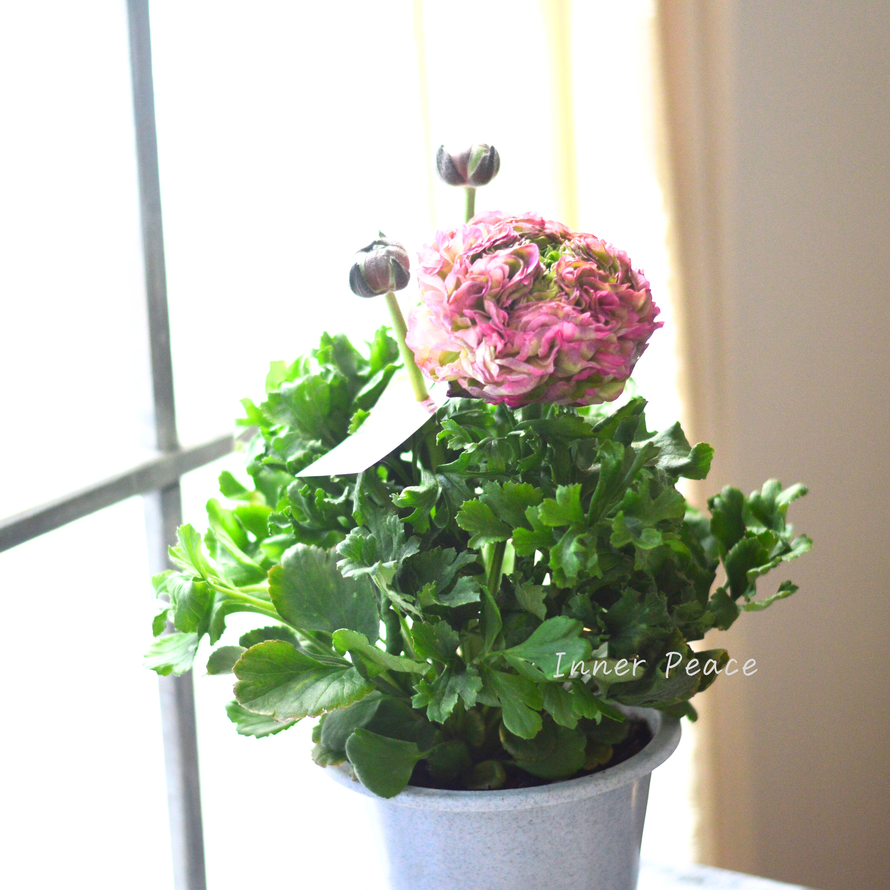 【希少】 ラナンキュラス・ポンポン 『マルヴァ』 5号鉢