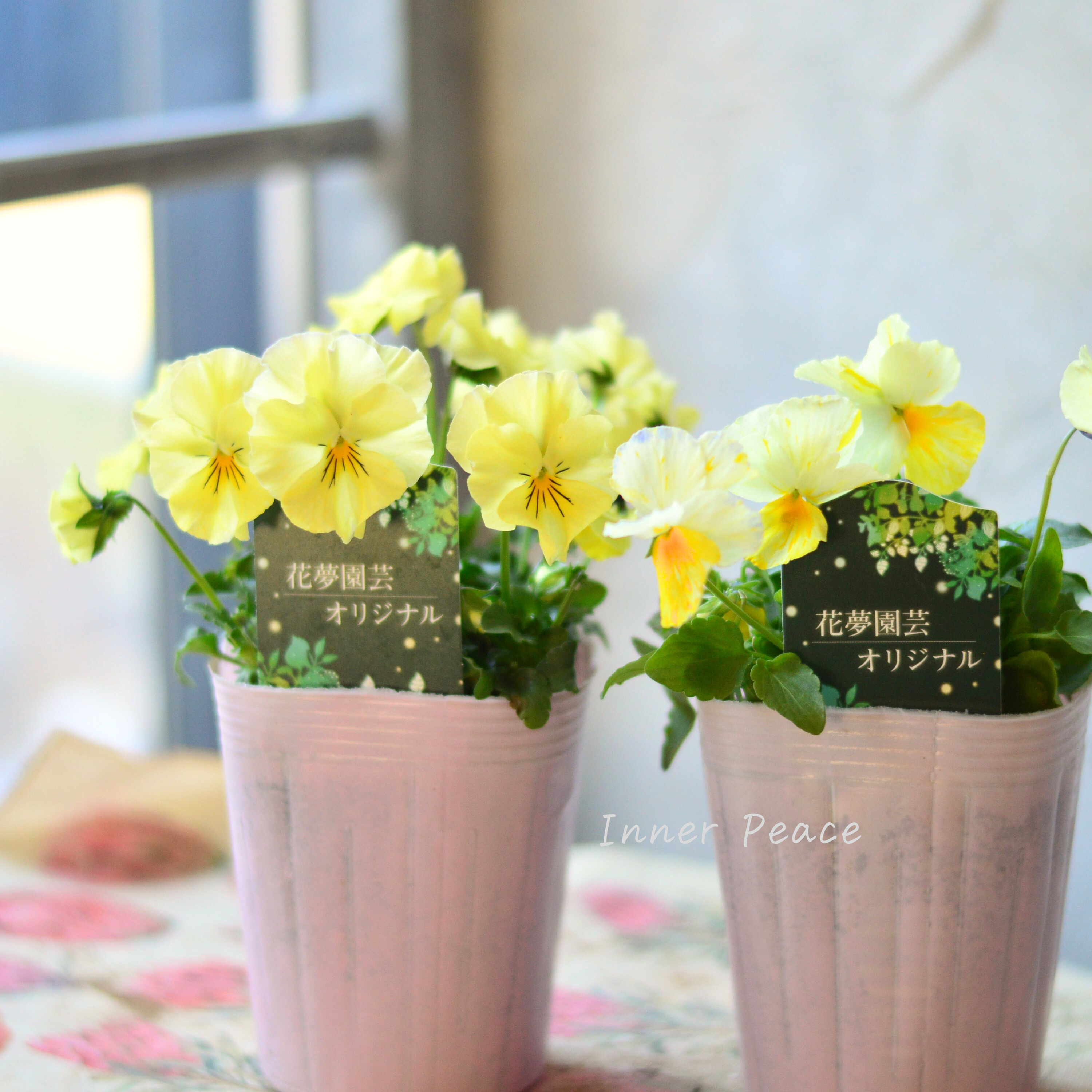 【花夢園芸さん】 ビオラ 『イエロー系』 3寸ロングPOT