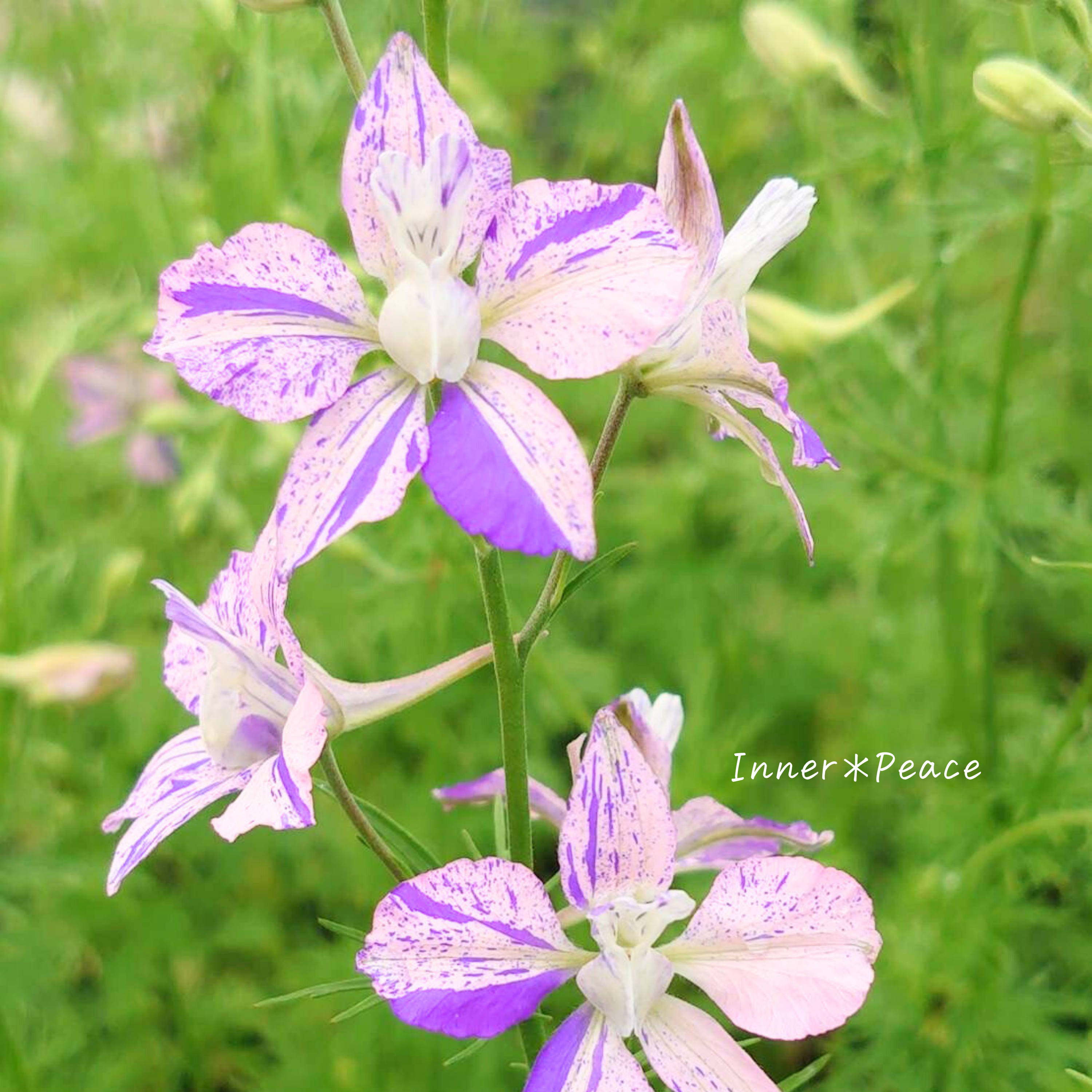 【希少】 見元園芸さん ラークスパー 『かぐや姫』 3.5寸POT