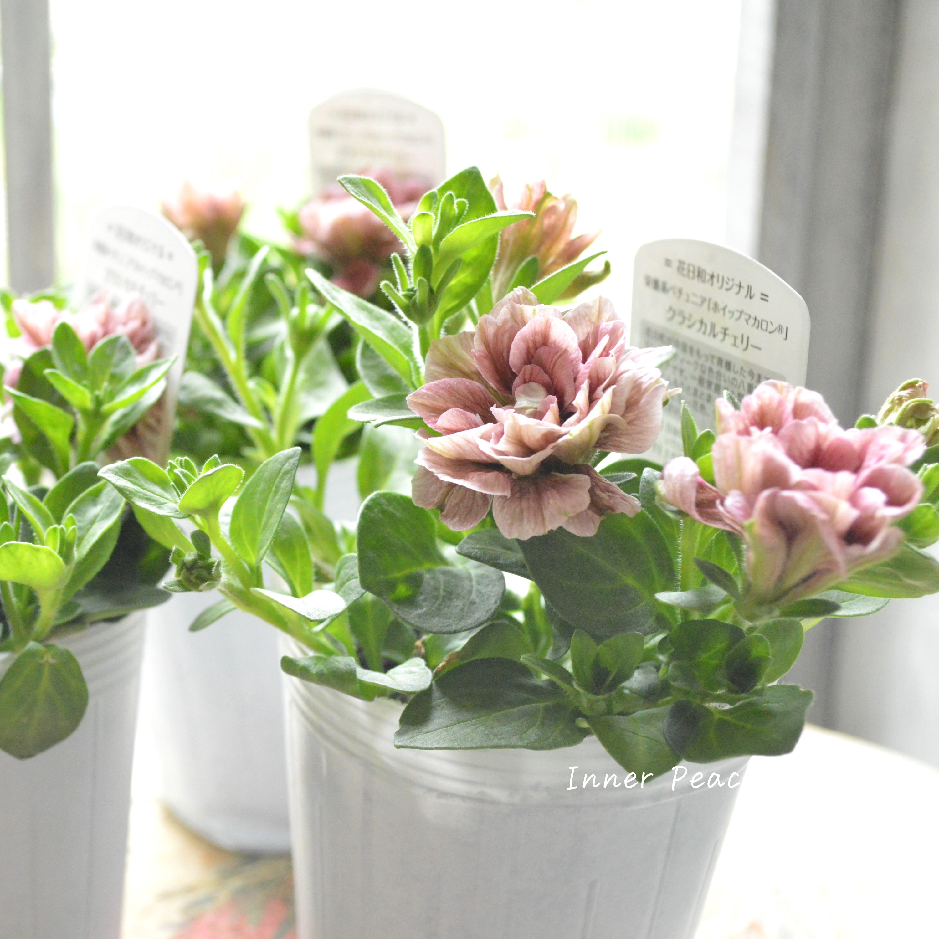 【花日和さんオリジナル】 ペチュニア 『ホイップマカロン・クラシカルチェリー』 3寸ロングPOT