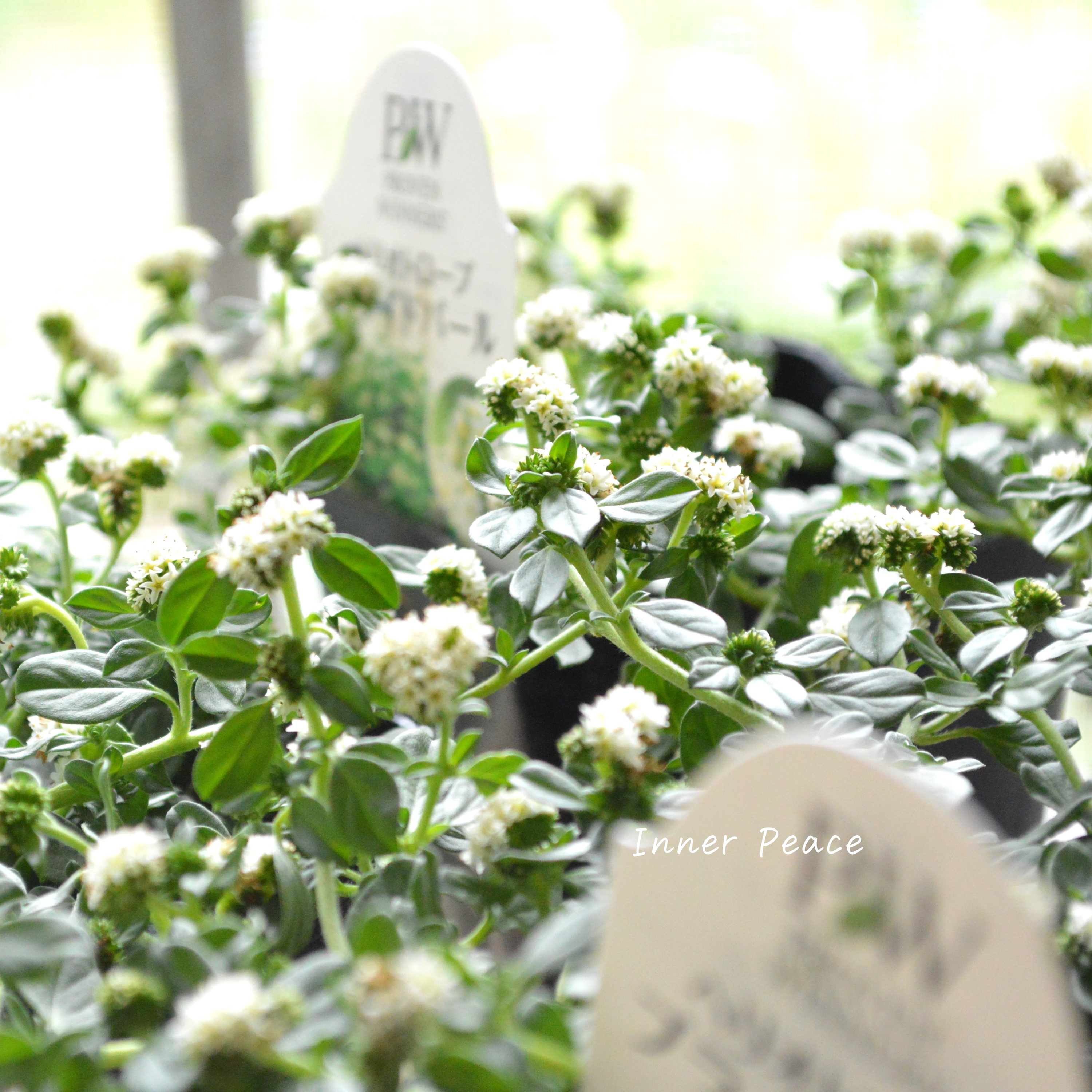 【PWさん】 ヘリオトロープ 『ブライドパール』 3.5寸POT