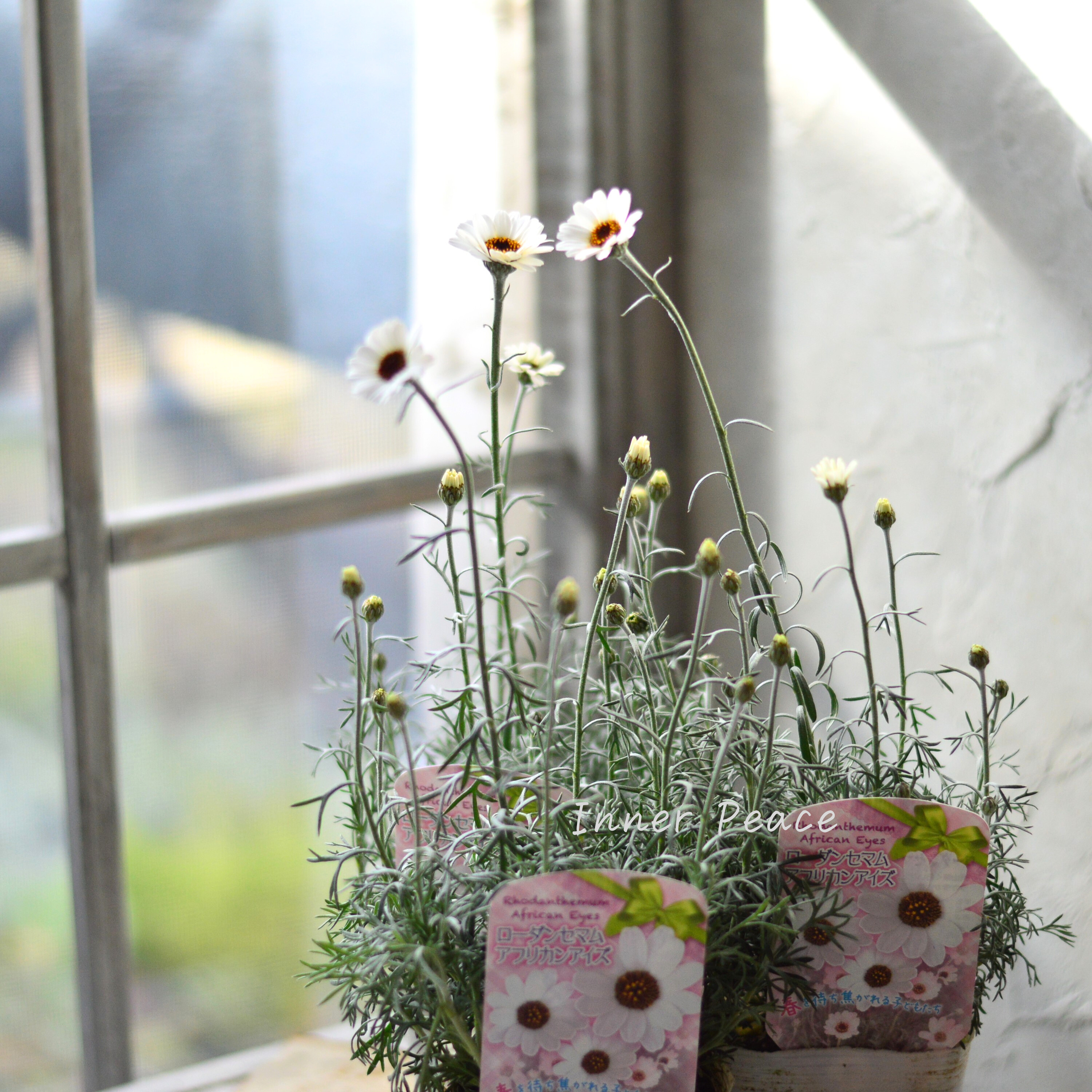 【大人かわいい】 ローダンセマム 『アフリカンアイズ』 3.5寸ロングPOT