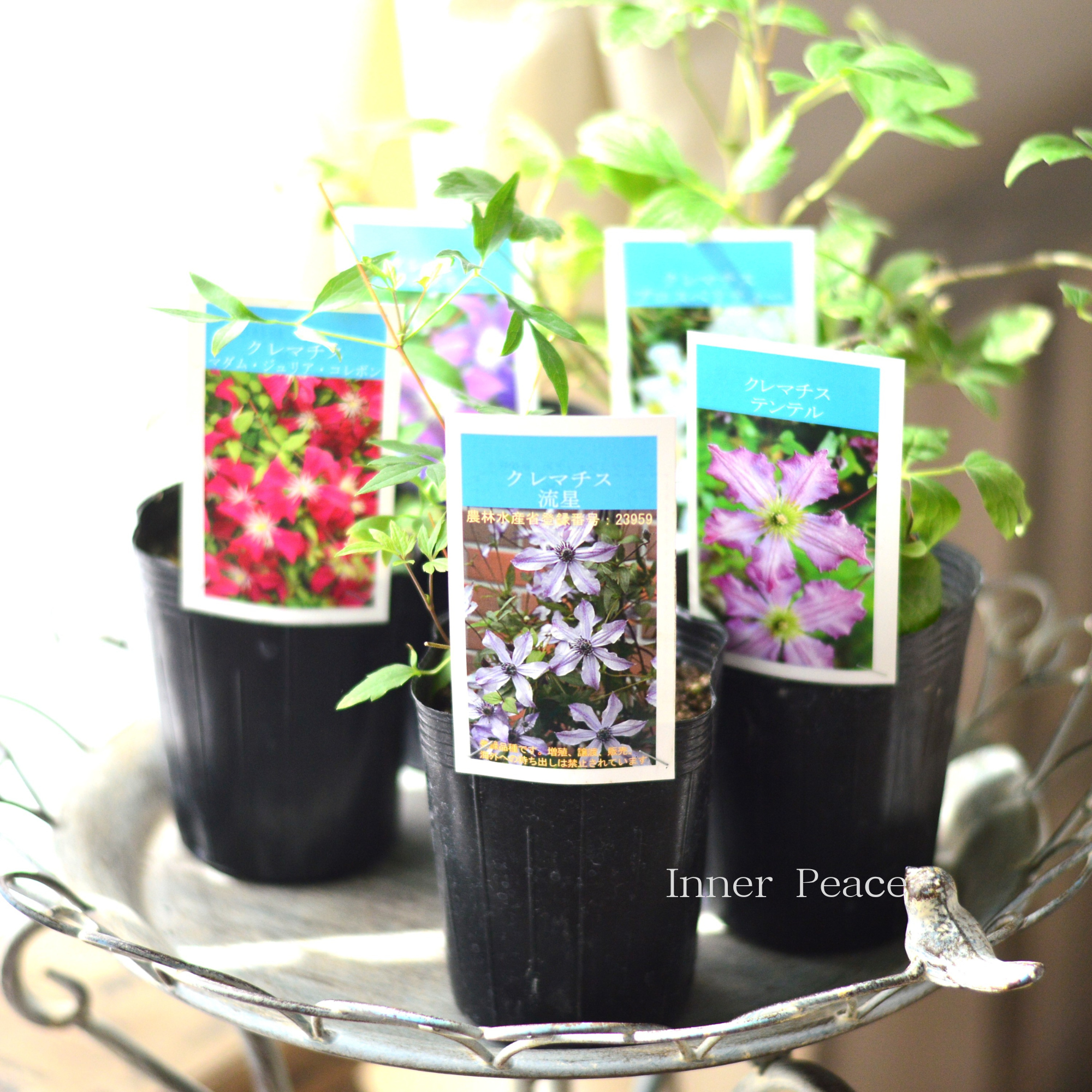 希少☆正規品及川フラグリーンクレマチス流星三年もの大株 クレマチス専門ナーセリー 及川フラグリーン 流星