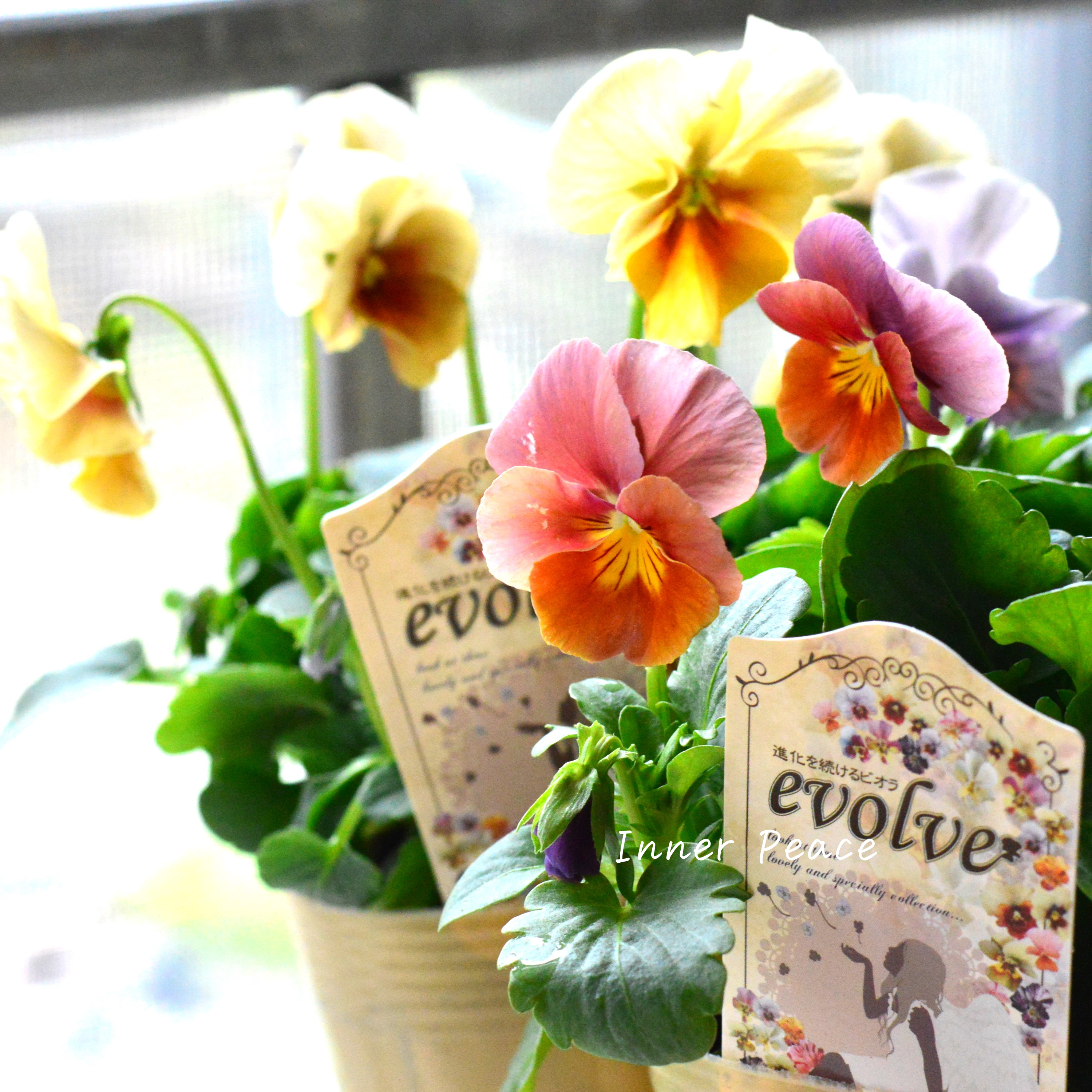 【美しい】 ビオラ 『evolve ~エボルベ~』 3.5寸POT