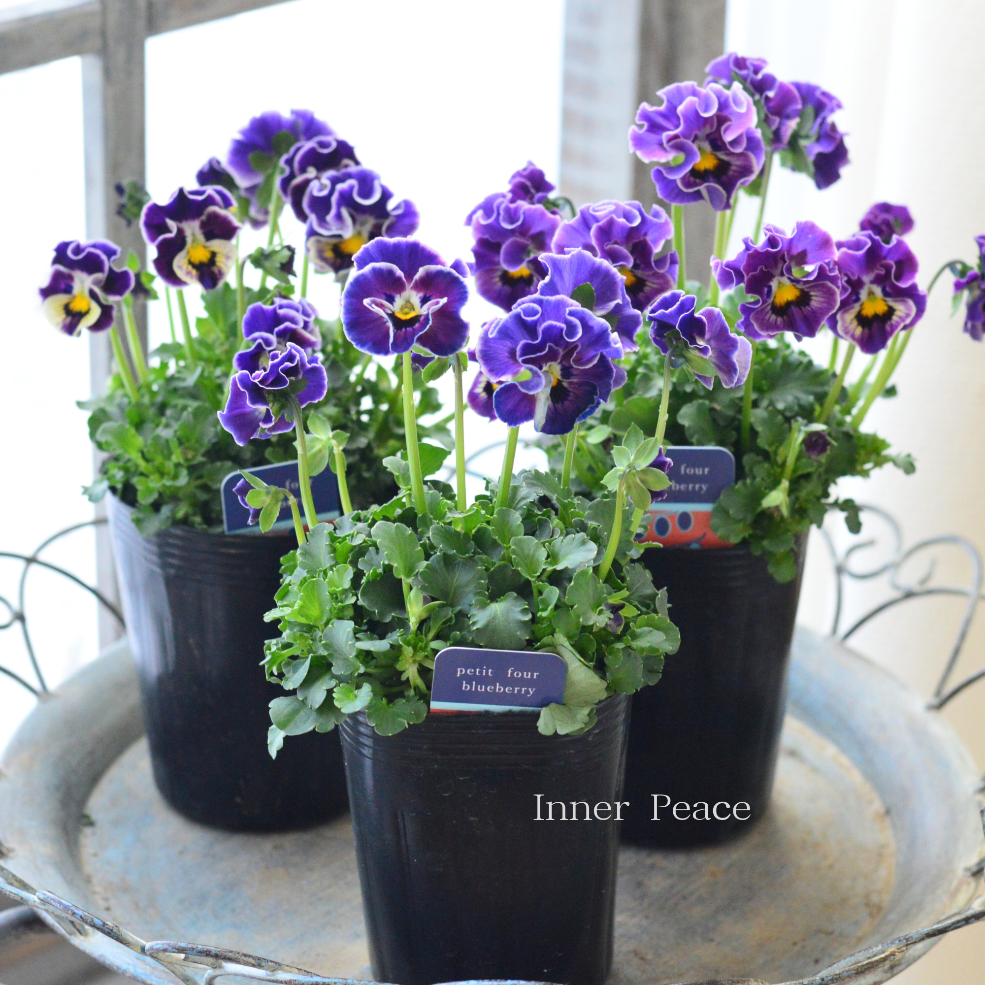 ハルグリンさん】 ビオラ 『プティフール・ブルーベリー』 3寸POT