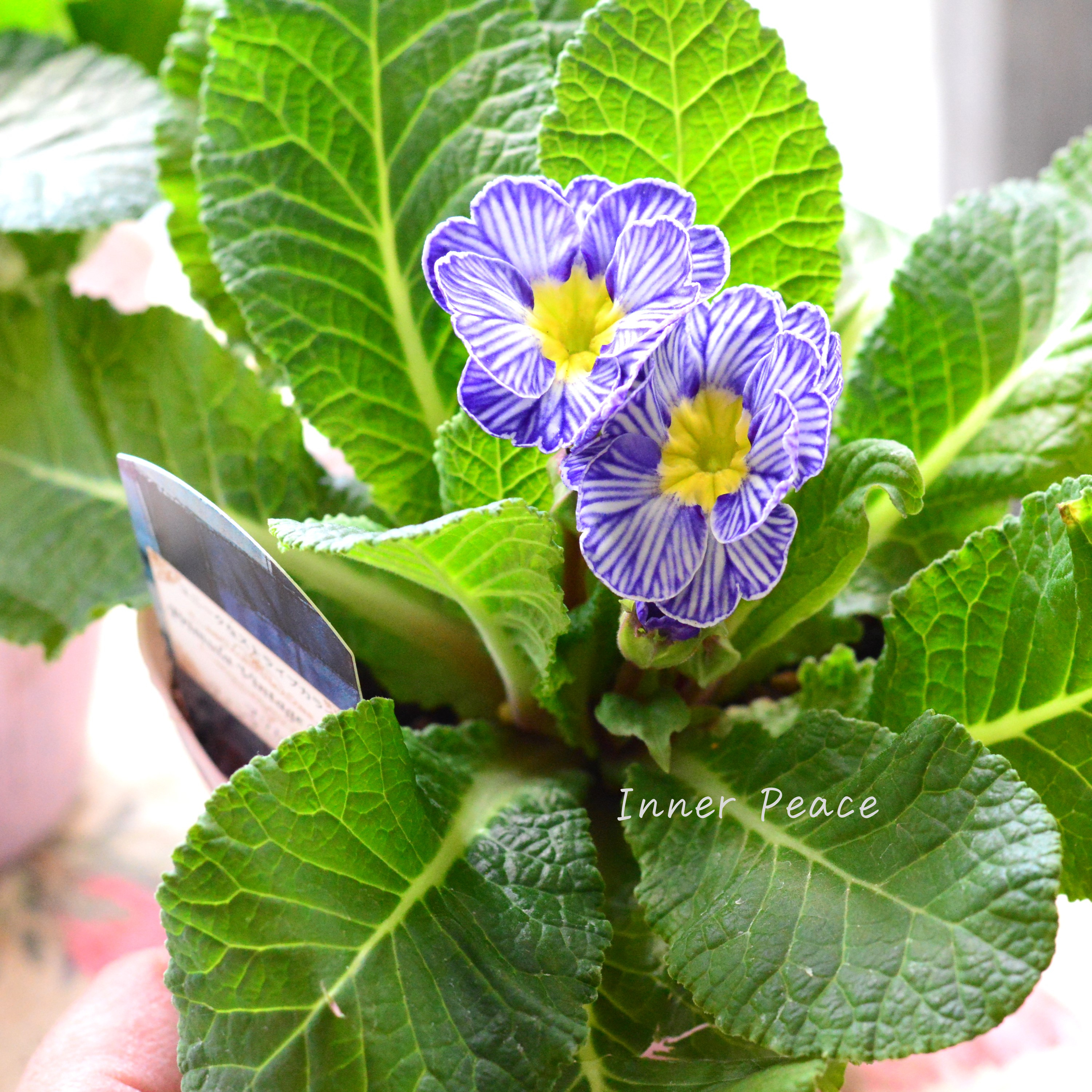 【個性的】 プリムラ 『ヴィンテージデニム』 3寸POT