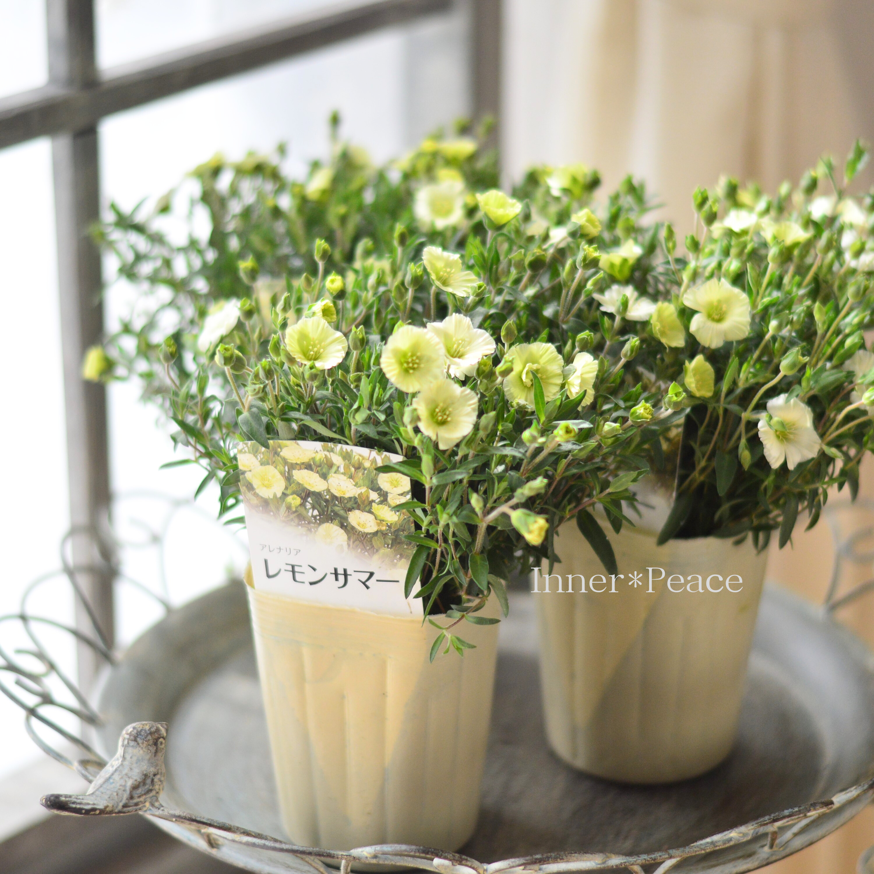 【爽やか】 アレナリア 『レモンサマー』 3.5寸POT