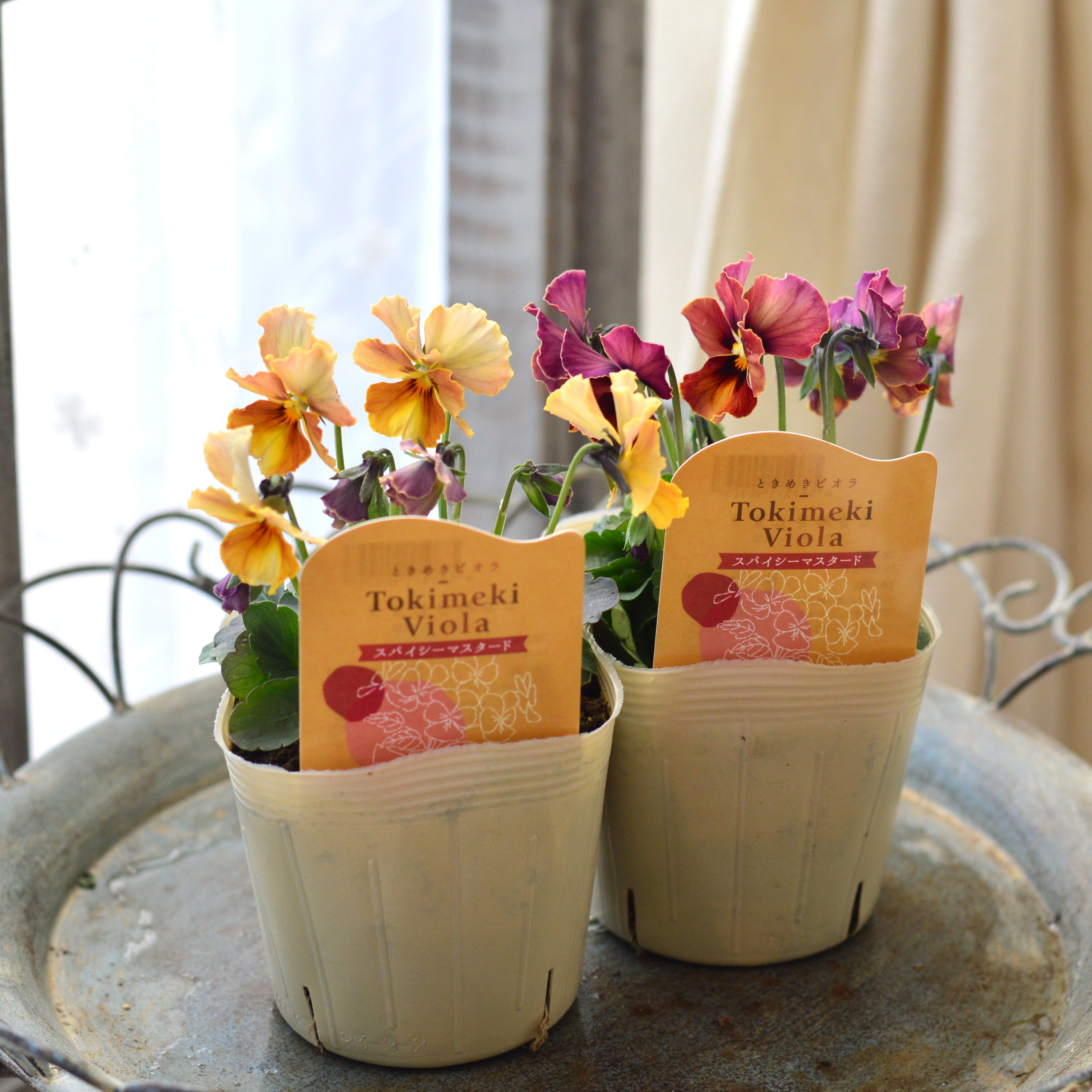 【奥田園芸さん】 ときめきビオラ 『スパイシーマスタード』 3.5寸POT