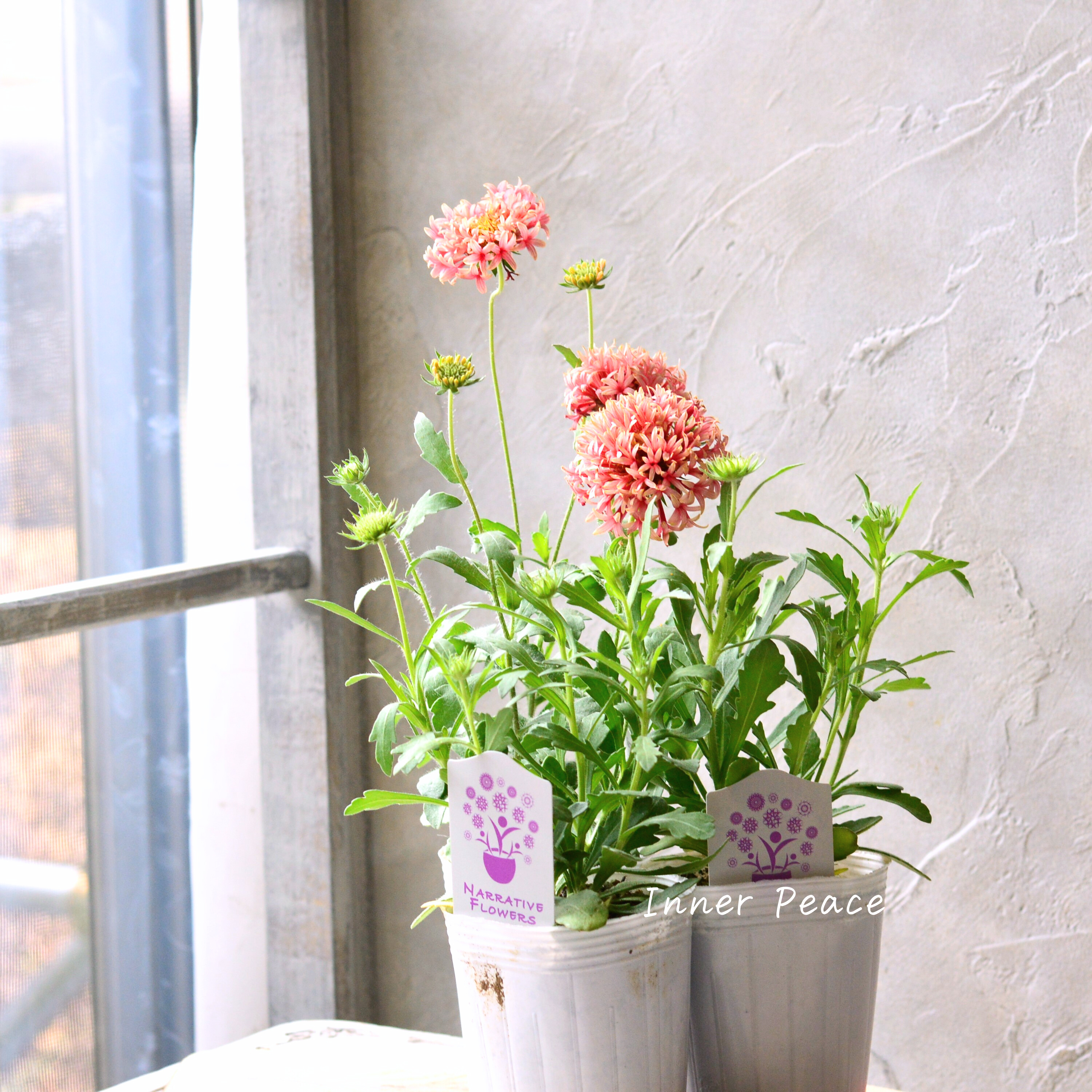 【人気】 ナラフラさんの試作品 ガイラルディア (ラズベリー系) 3寸ロングPOT