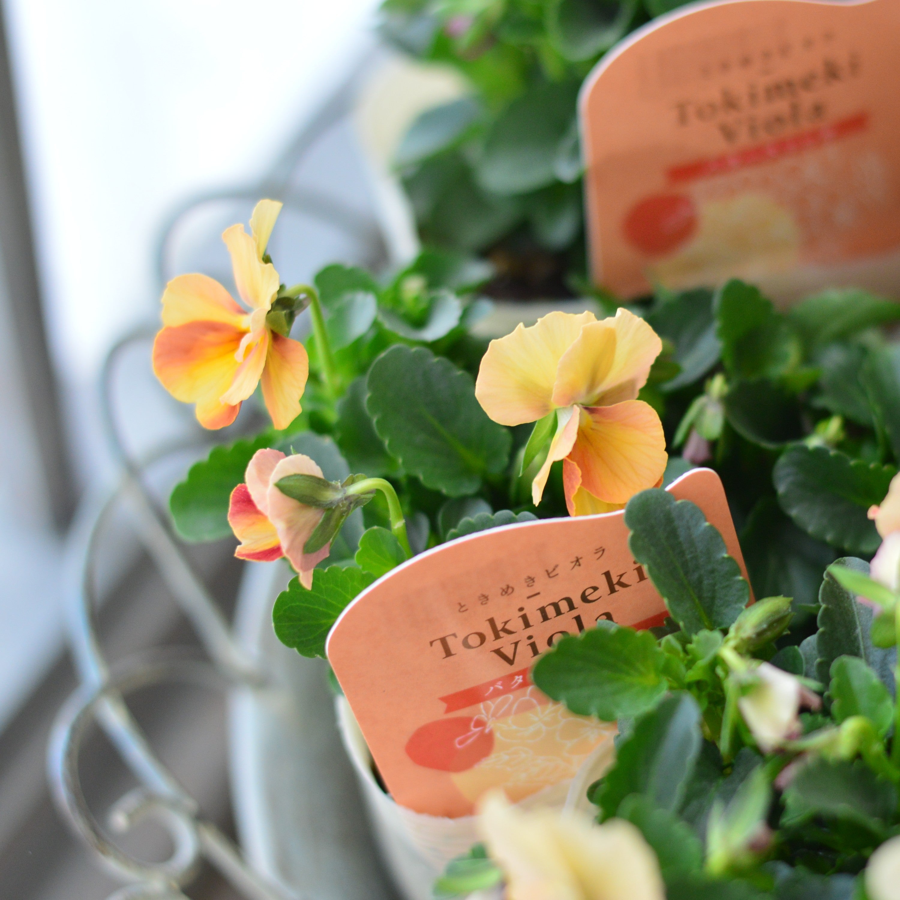 【希少】 ときめきビオラ 『バタースコッチ』 3.5寸POT