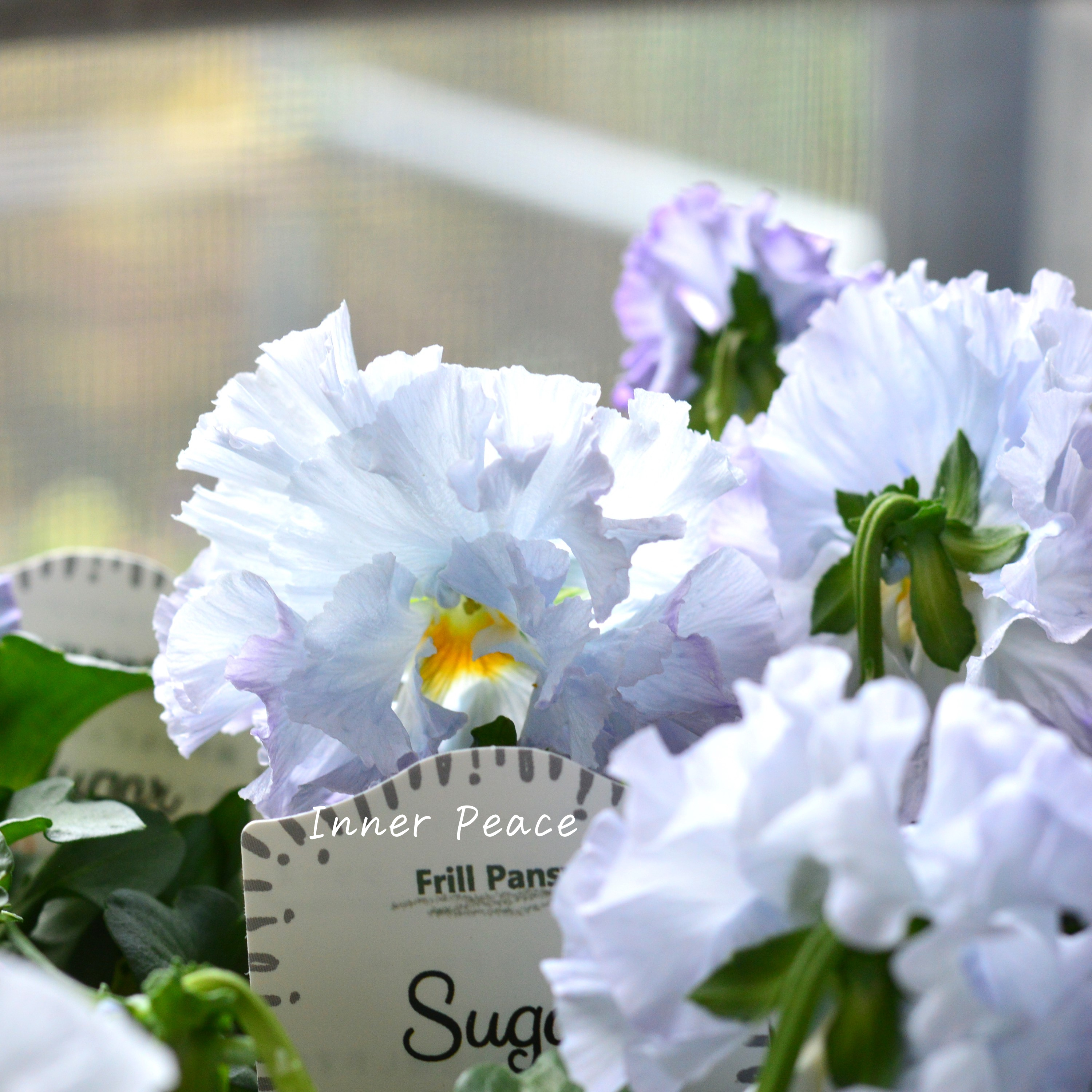 【湘南Berryさん】 フリルパンジー 『シュガーボンボン・ブルー系』 3寸POT