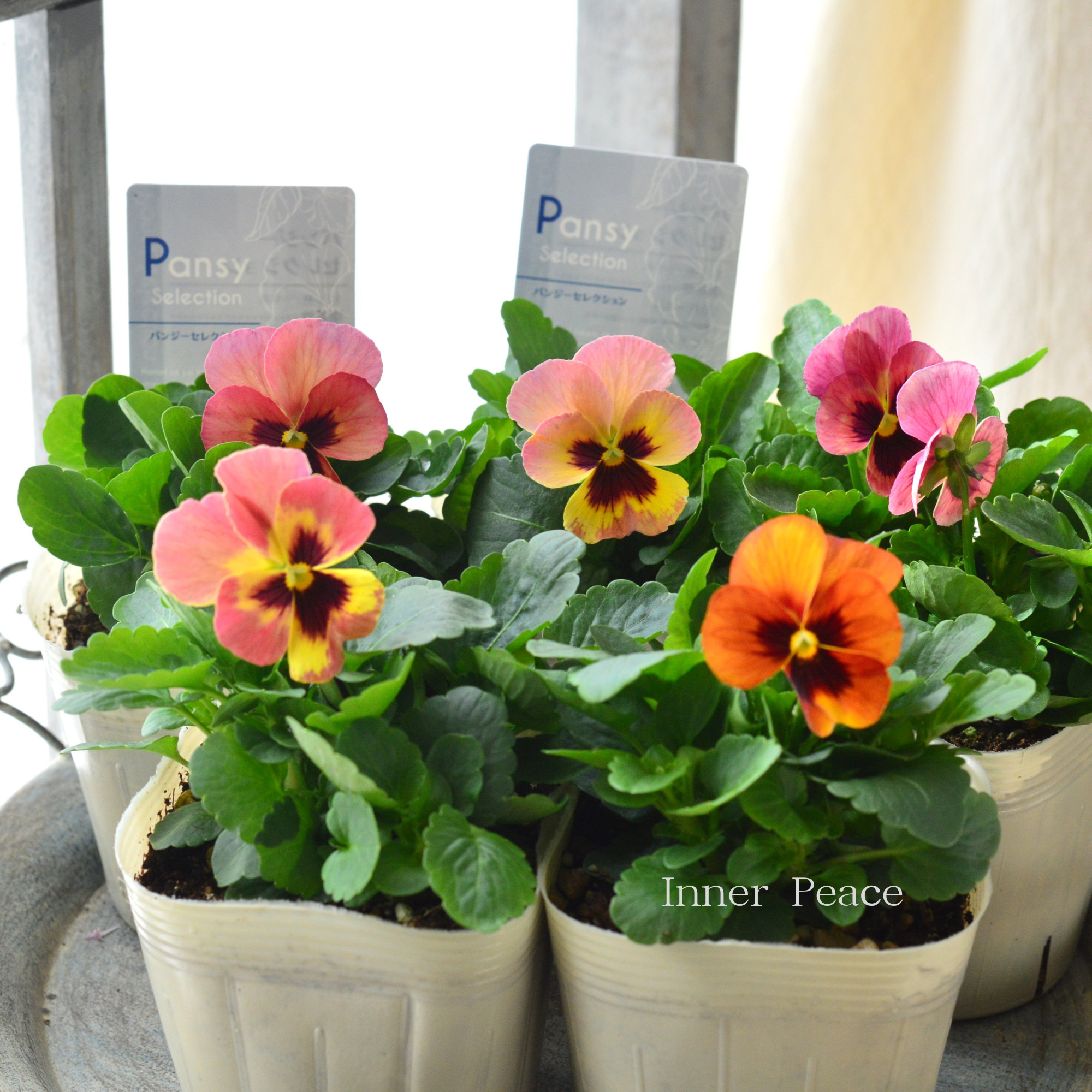 【かわいい】 パンジー 『イエローローズブロッチ』 3.5寸POT