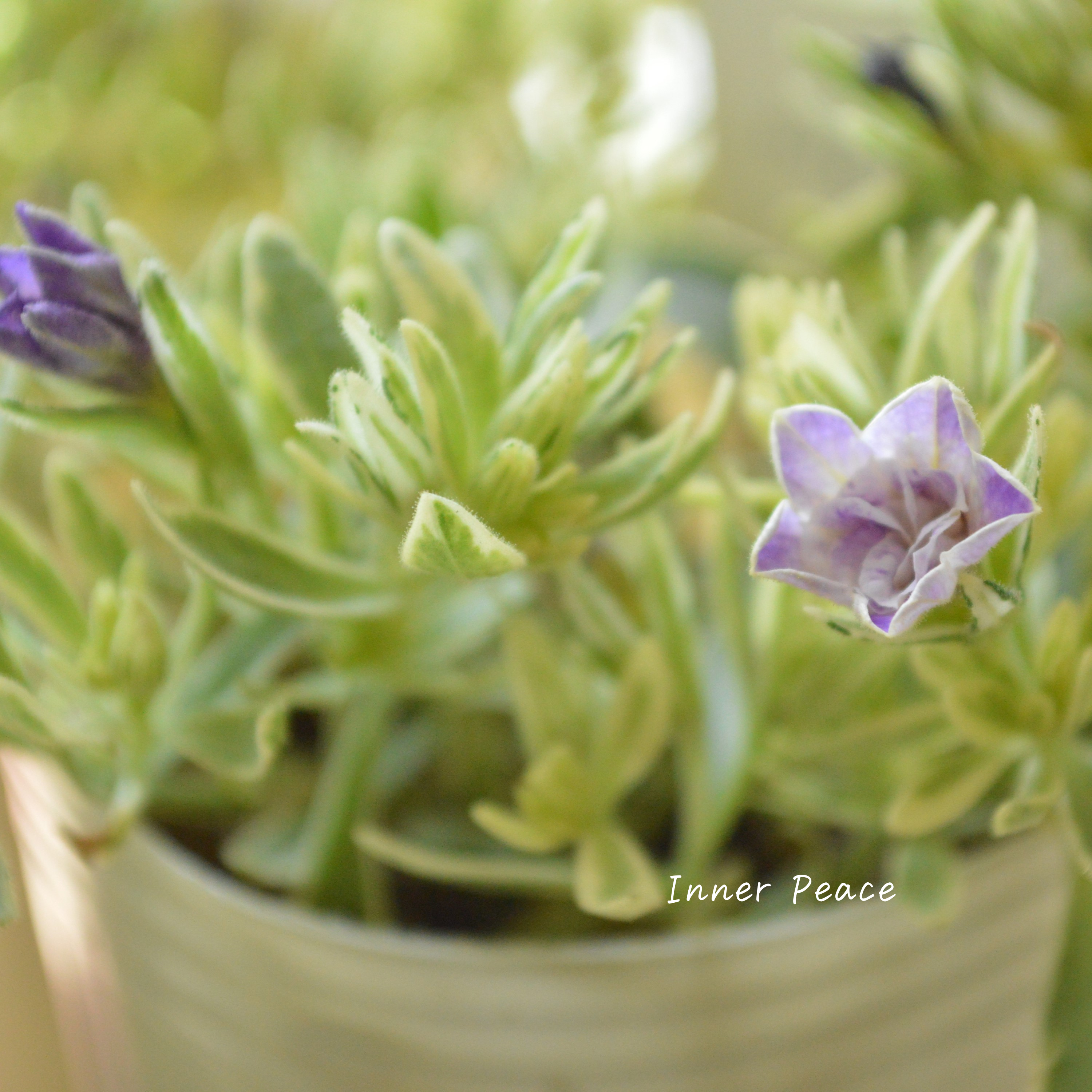 【斑入り】 Sale! カリブラコア 『ボンヌユムール・マジックパープル』 2.5寸POT